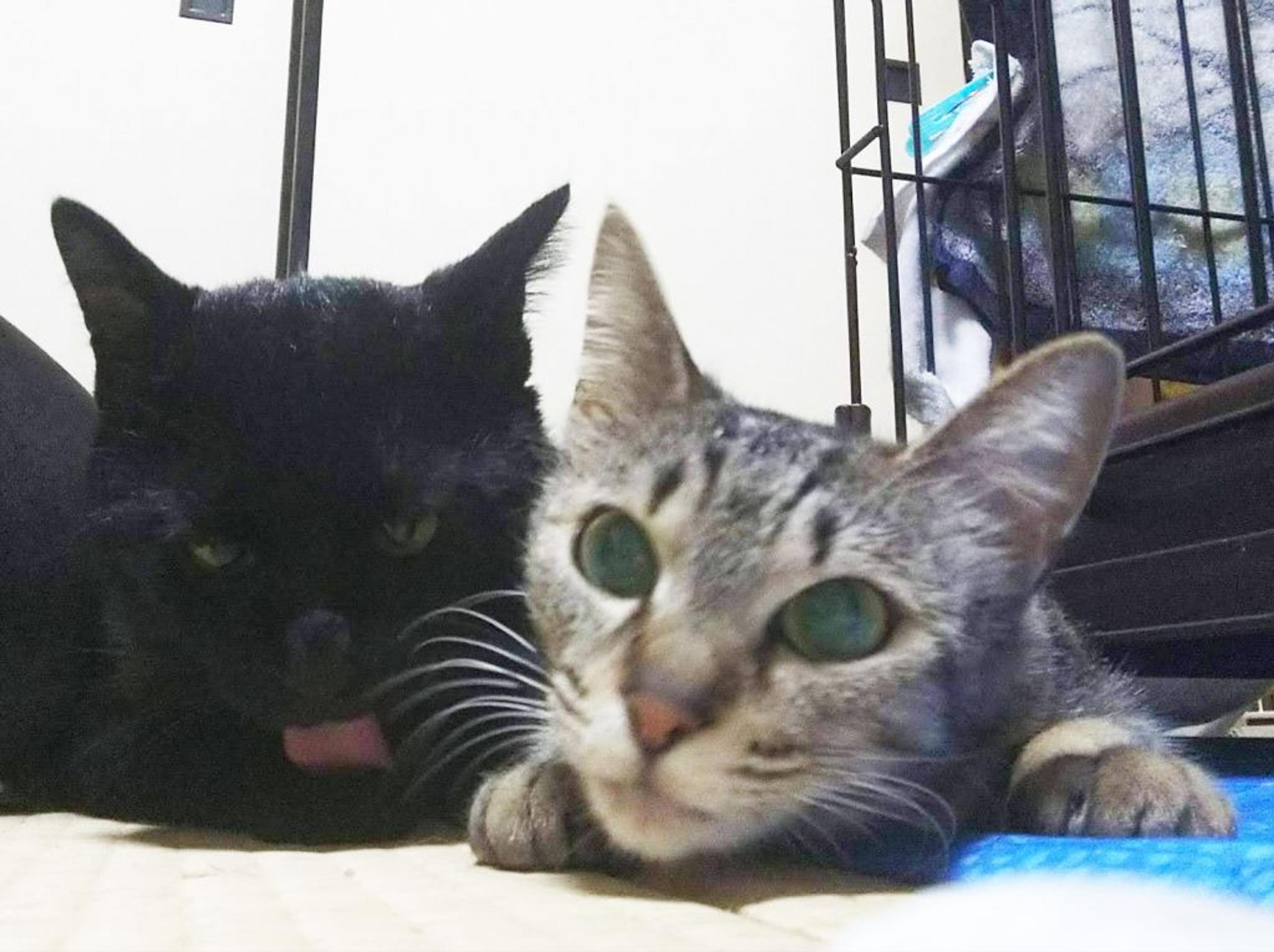 pet-image-3