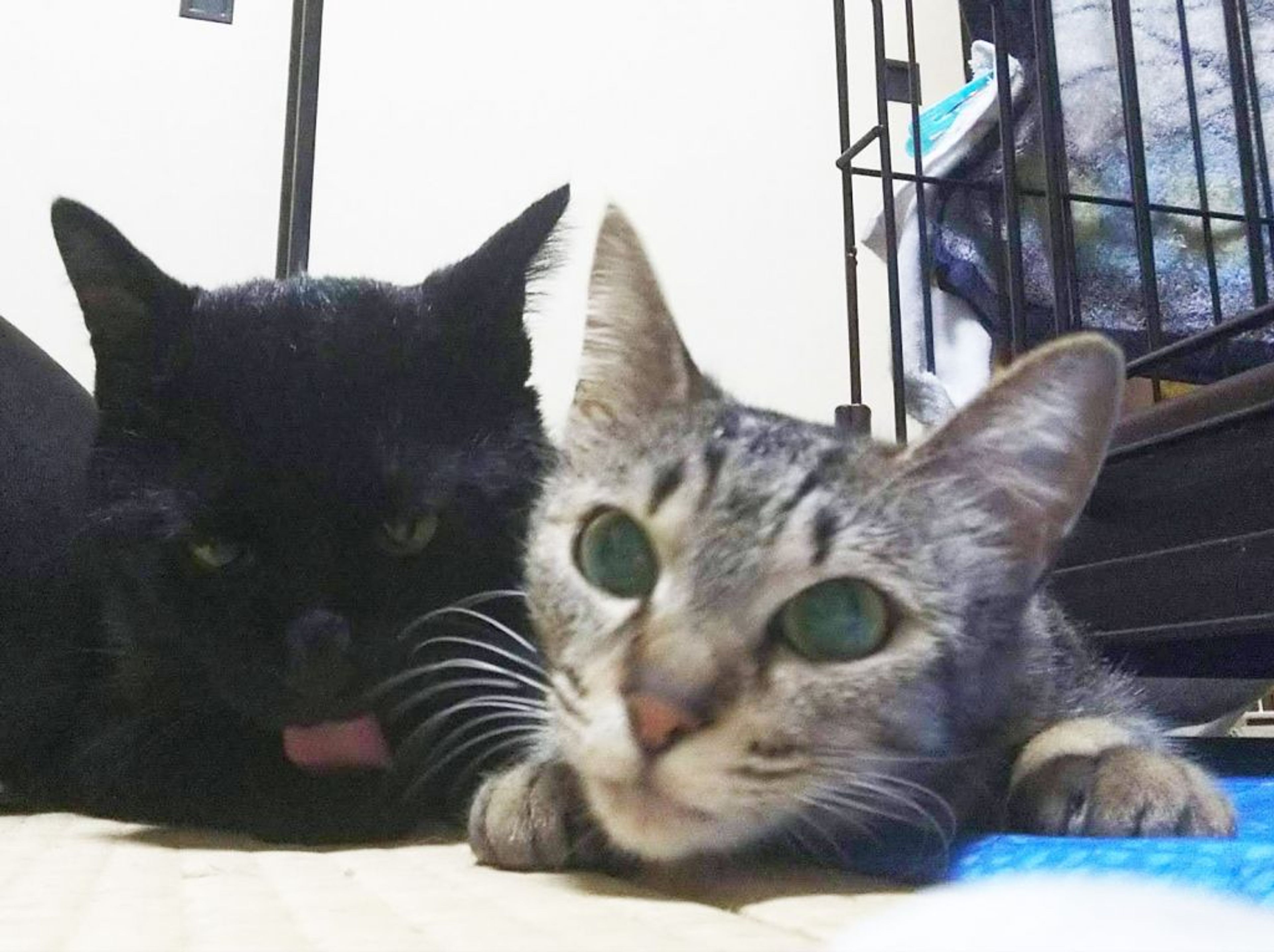 pet-image-3