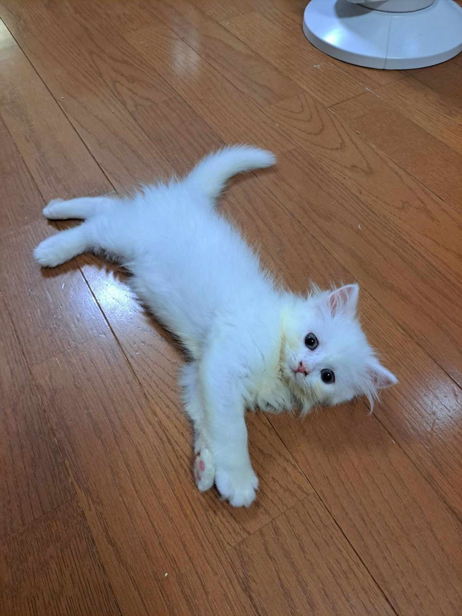雑種（ミックス猫）・メスの里親募集の写真