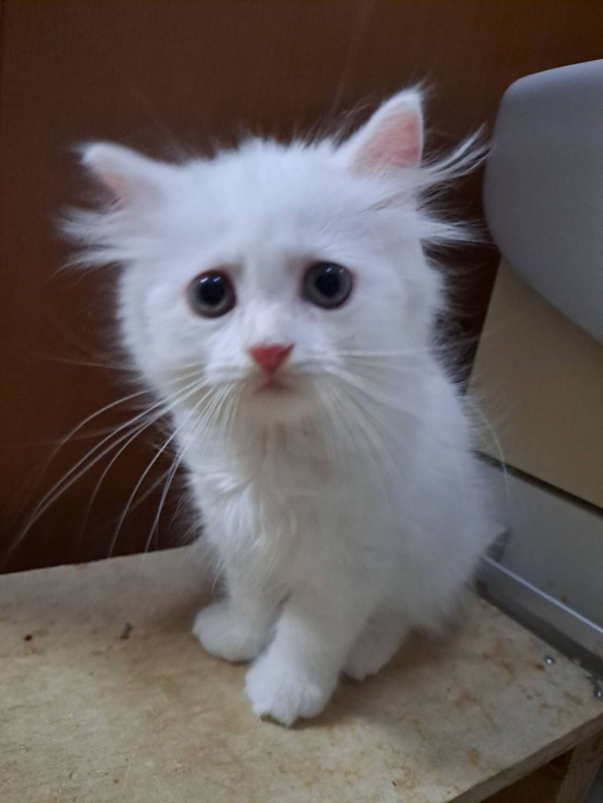 雑種（ミックス猫）・オスの里親募集の写真