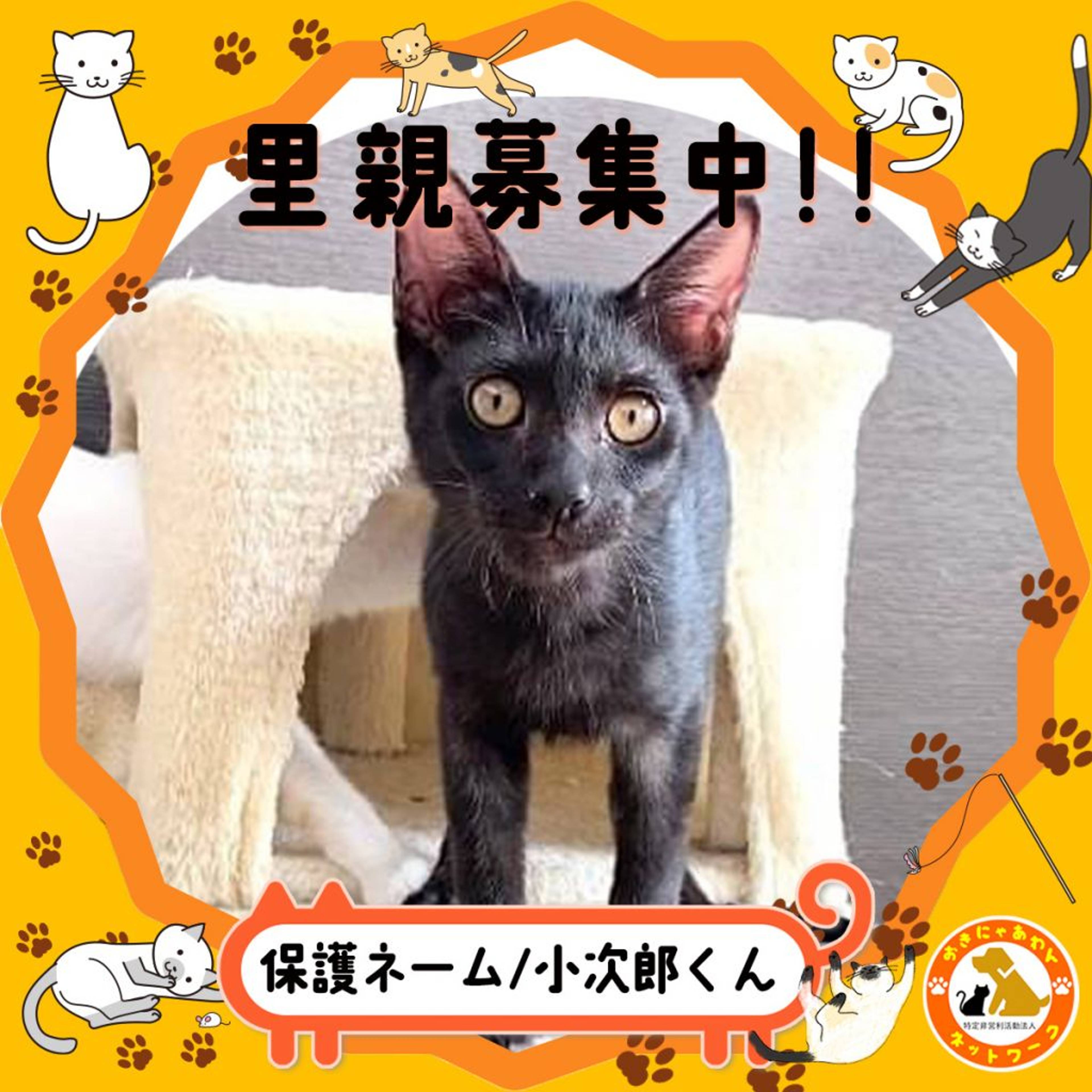 雑種（ミックス猫）・オスの里親募集の写真