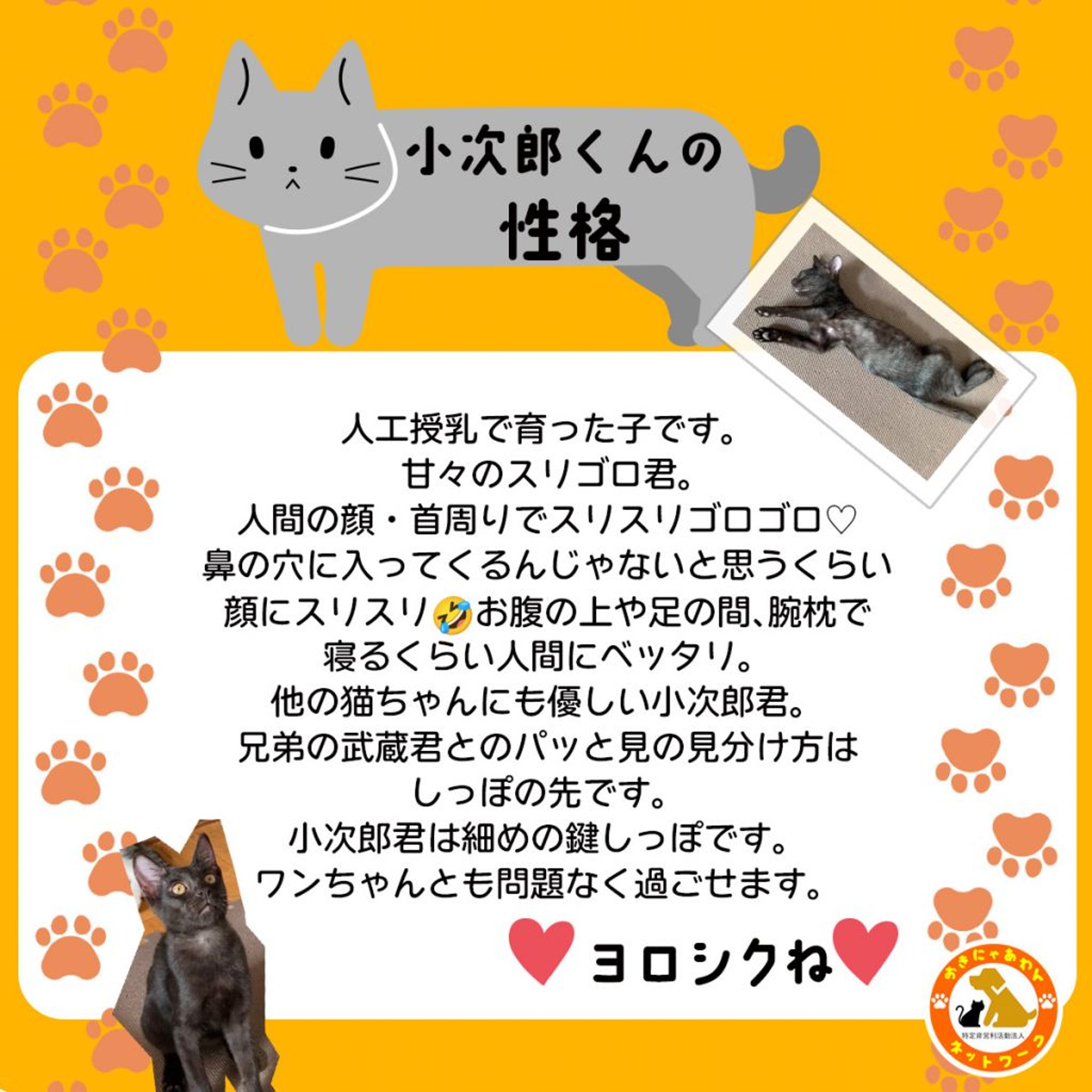 pet-image-3