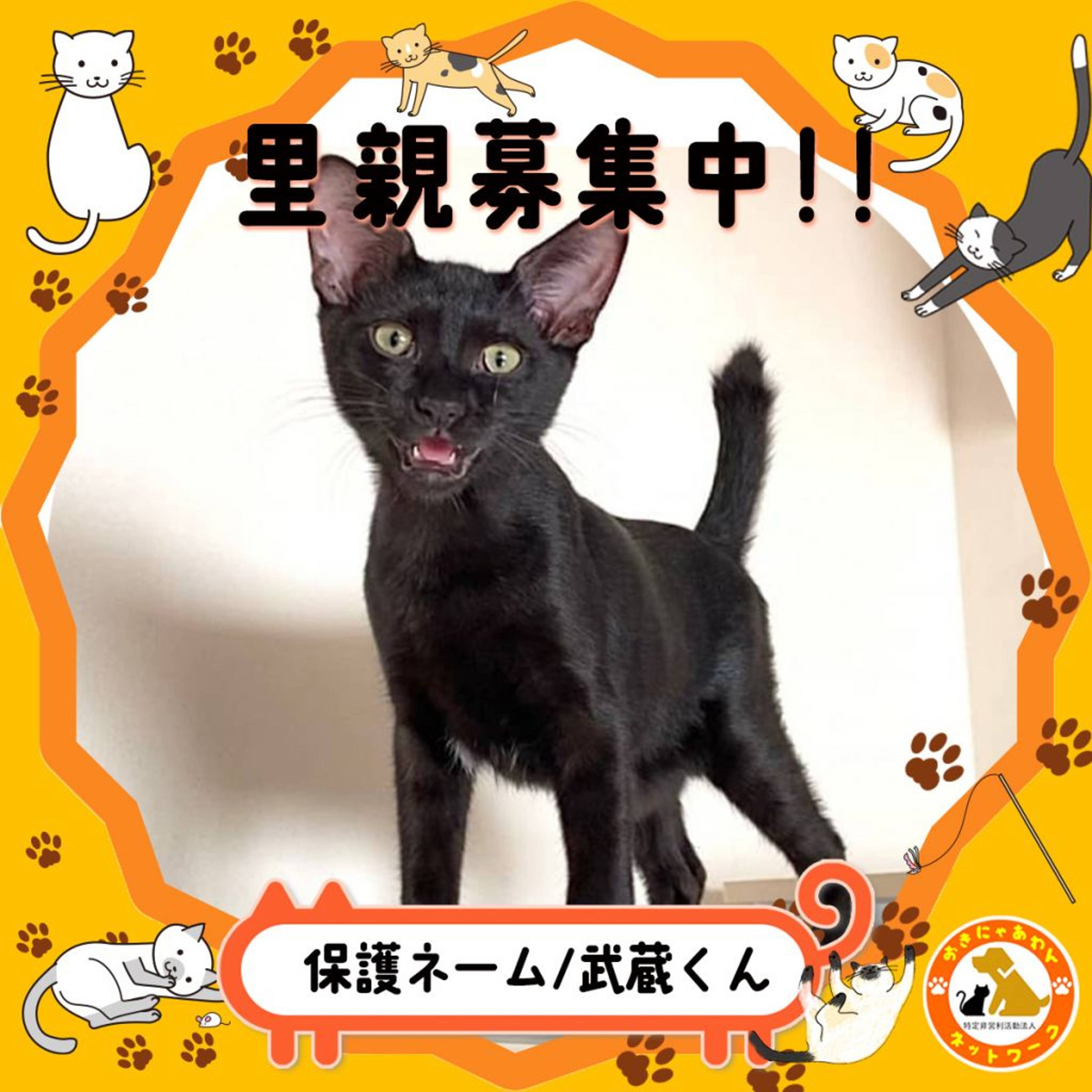 雑種（ミックス猫）・オスの里親募集の写真