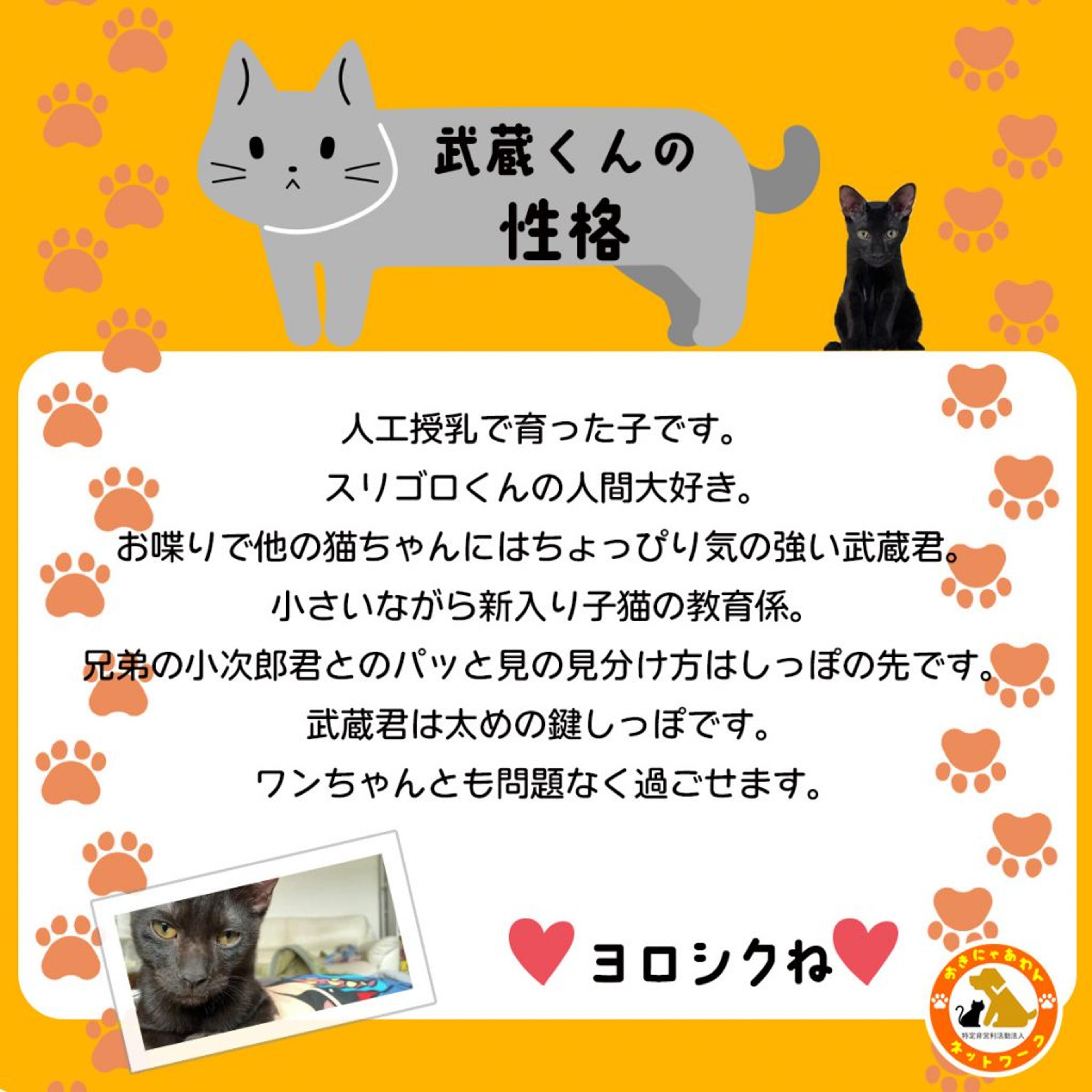 pet-image-3