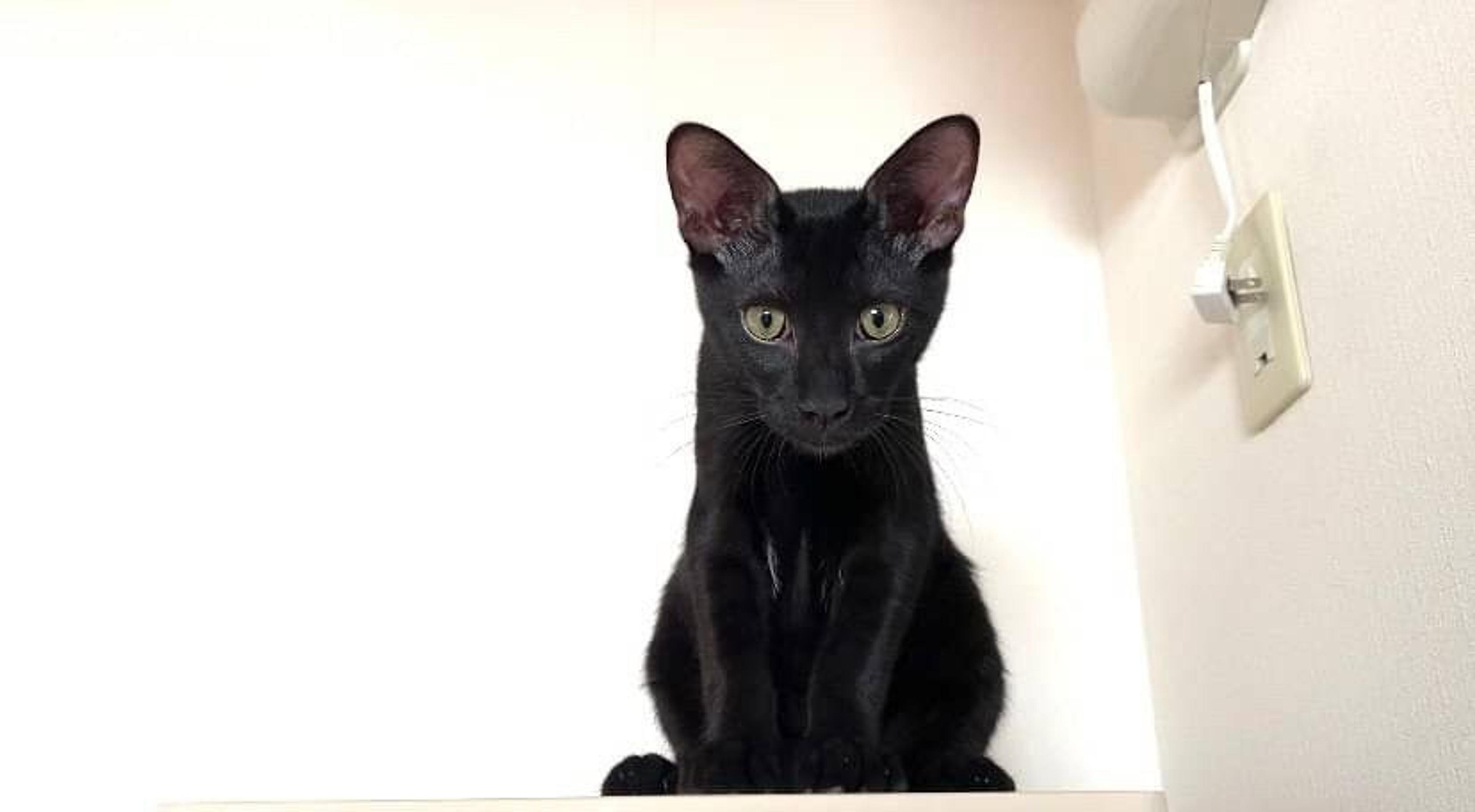 pet-image-7