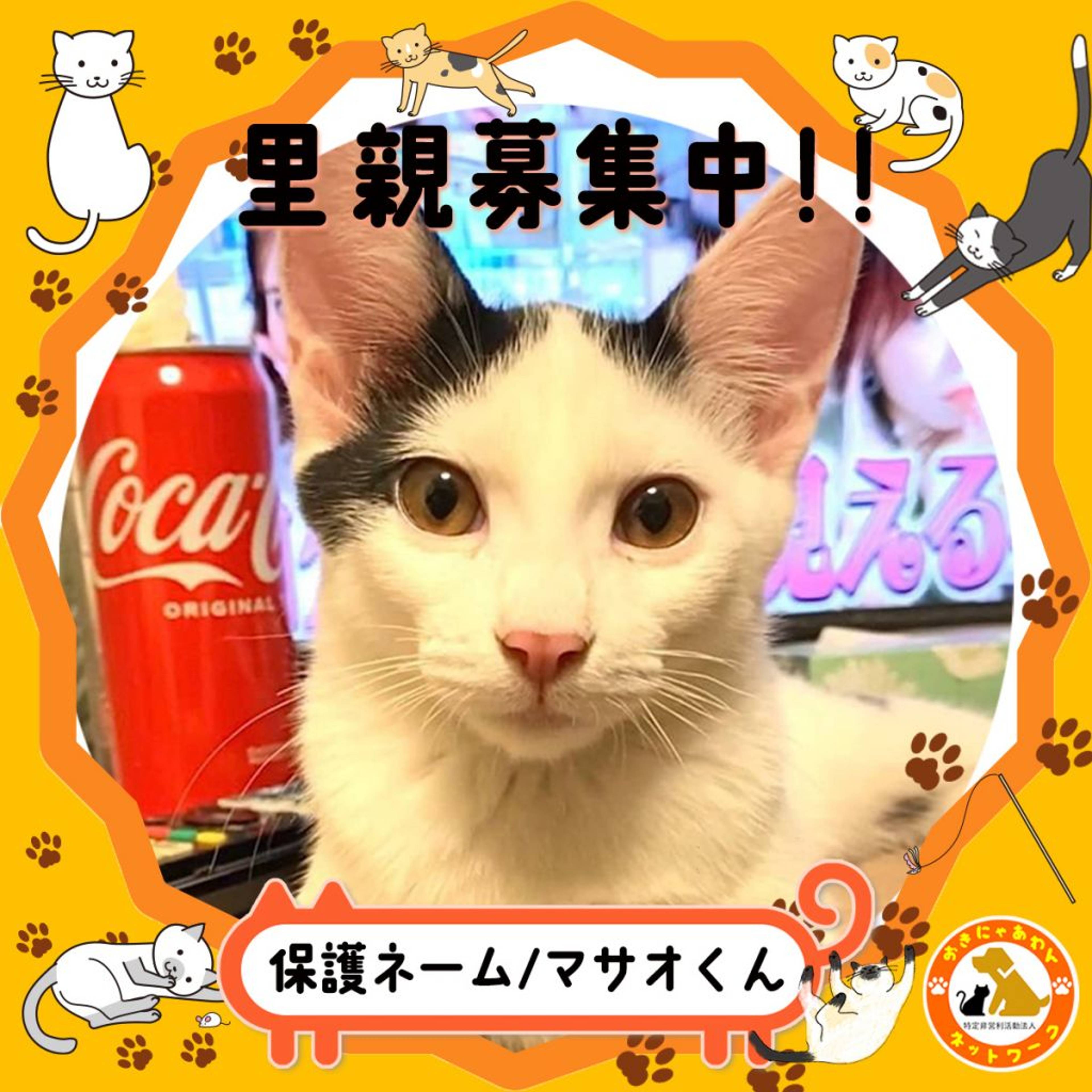 雑種（ミックス猫）・オスの里親募集の写真