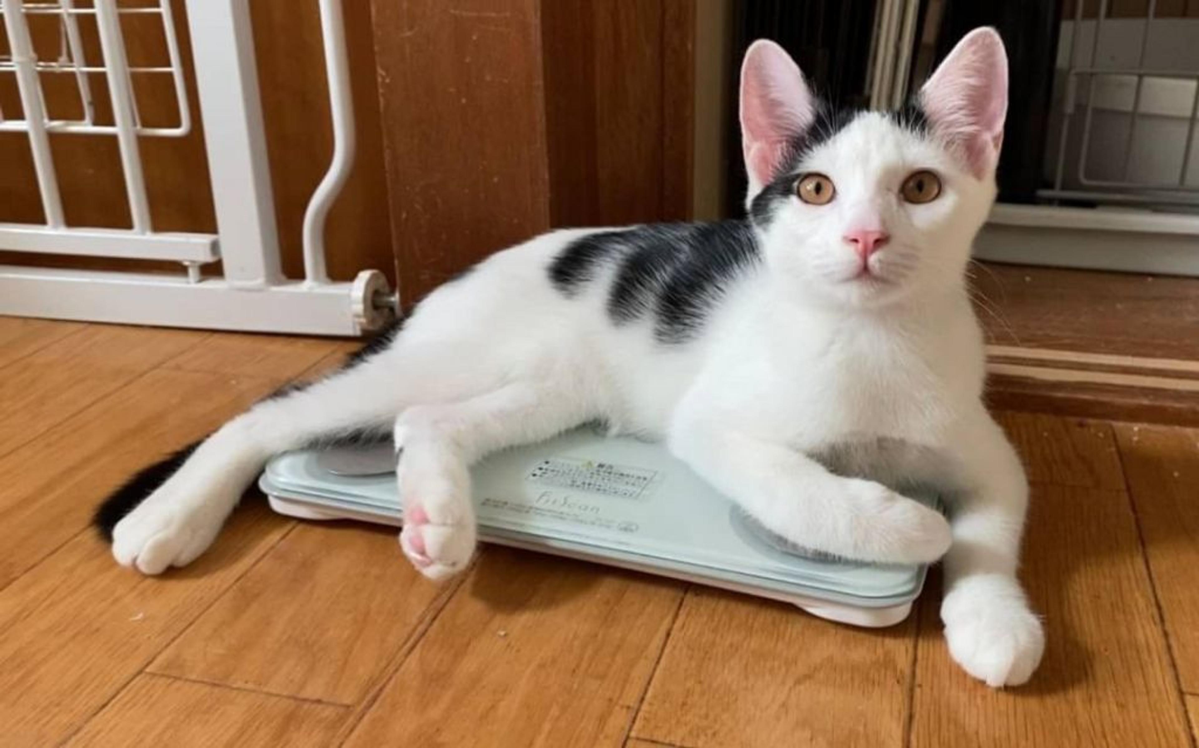 pet-image-4