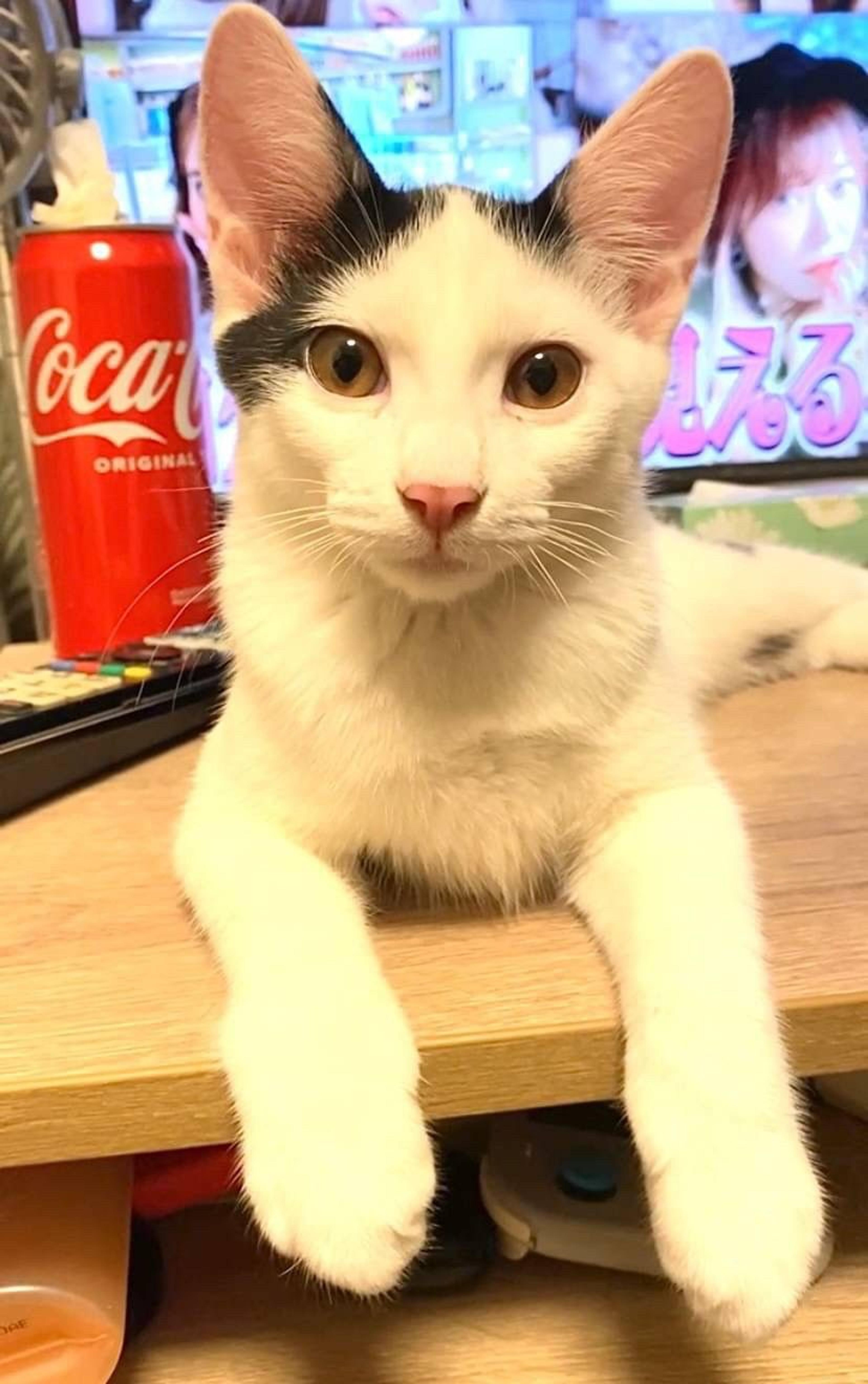 pet-image-5