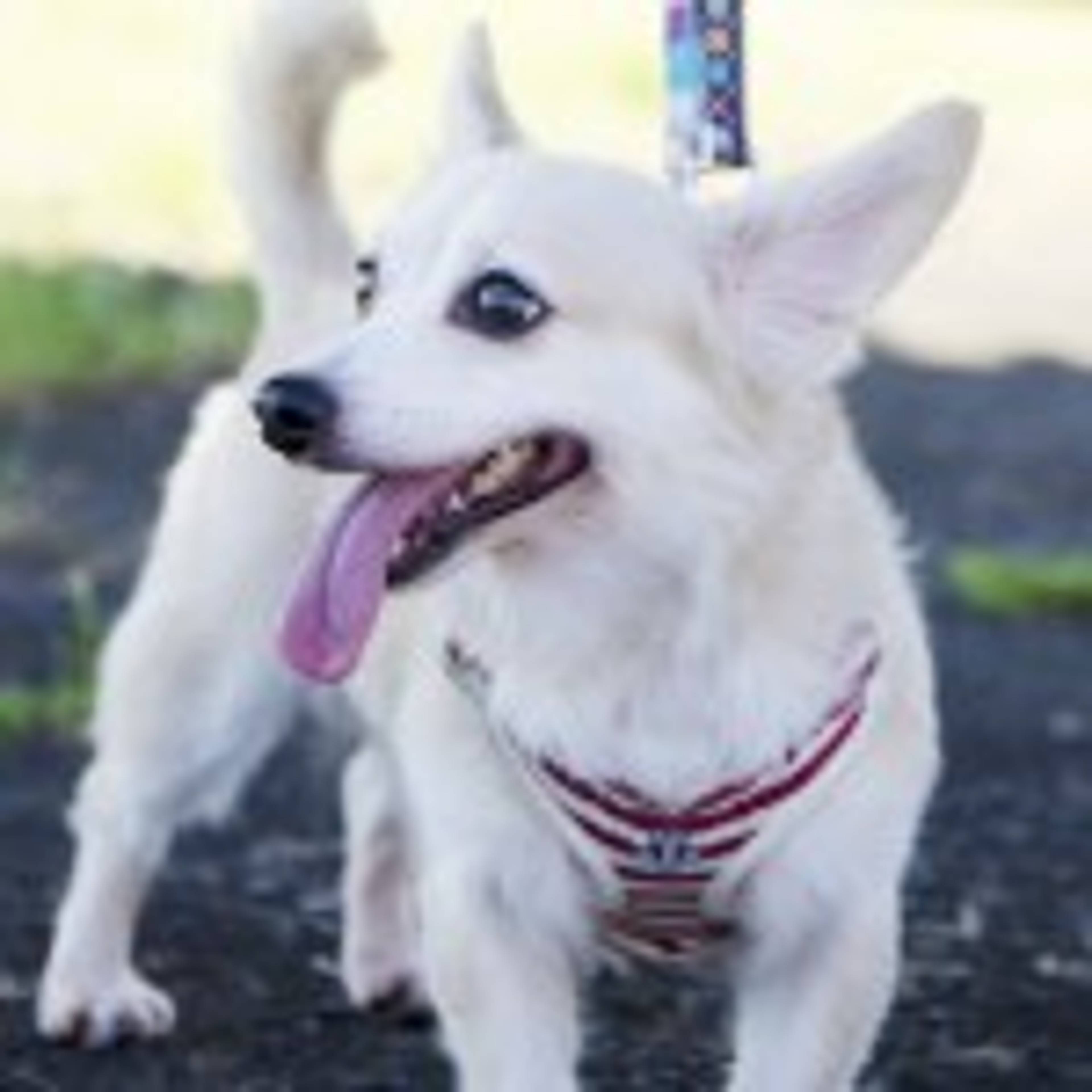 雑種（ミックス犬）・オスの里親募集の写真
