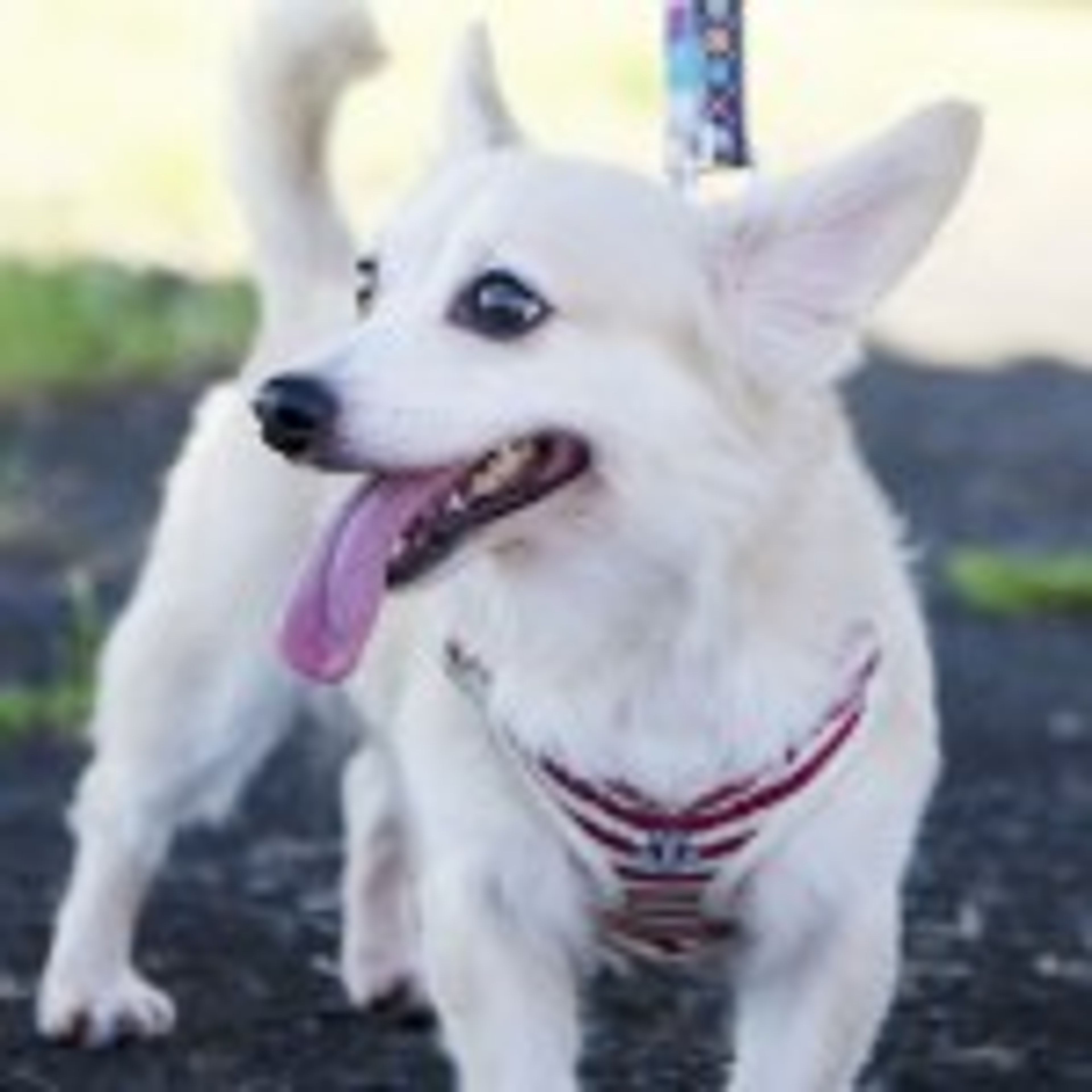 雑種（ミックス犬）・オスの里親募集の写真