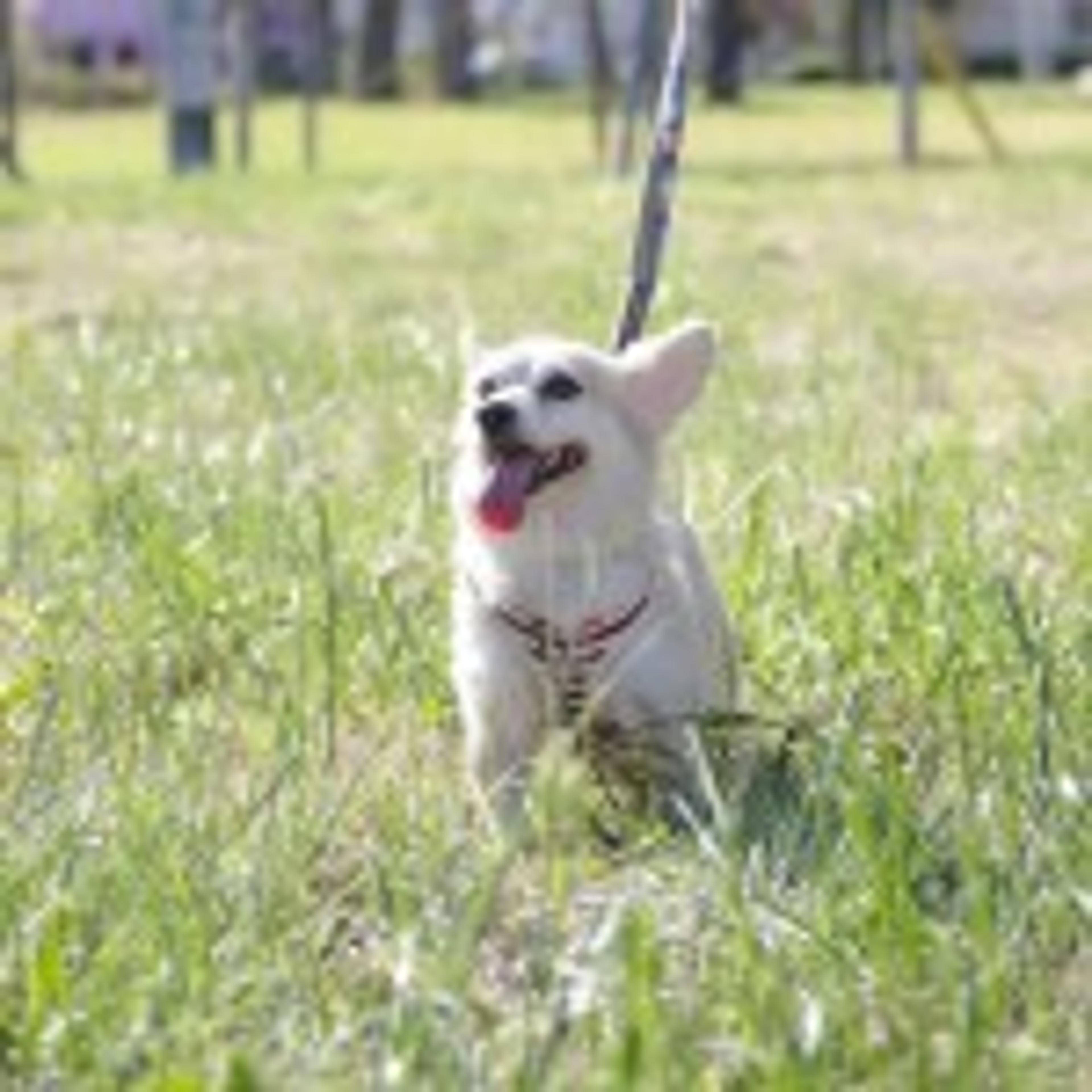 pet-image-2