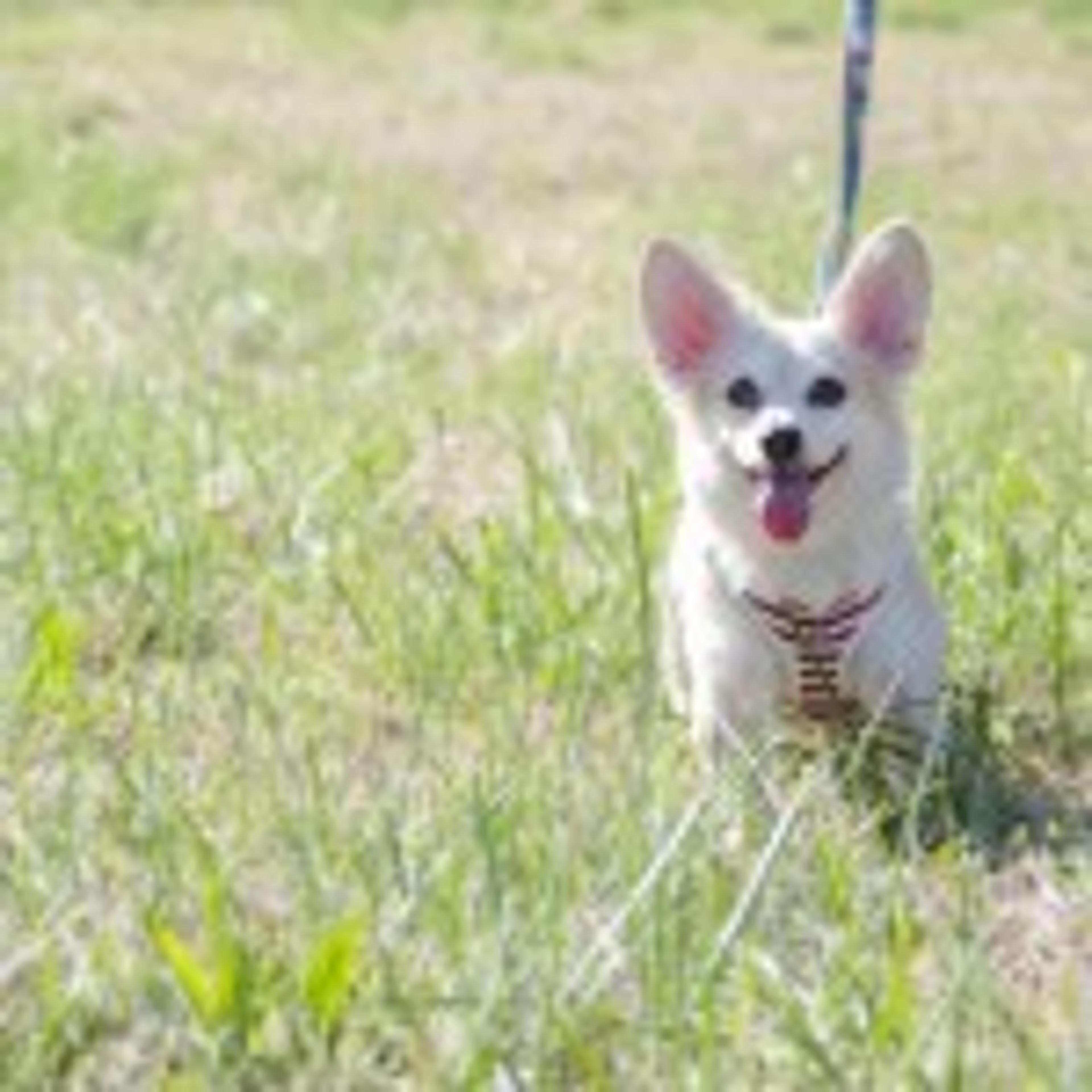 pet-image-3