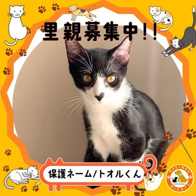 トオル