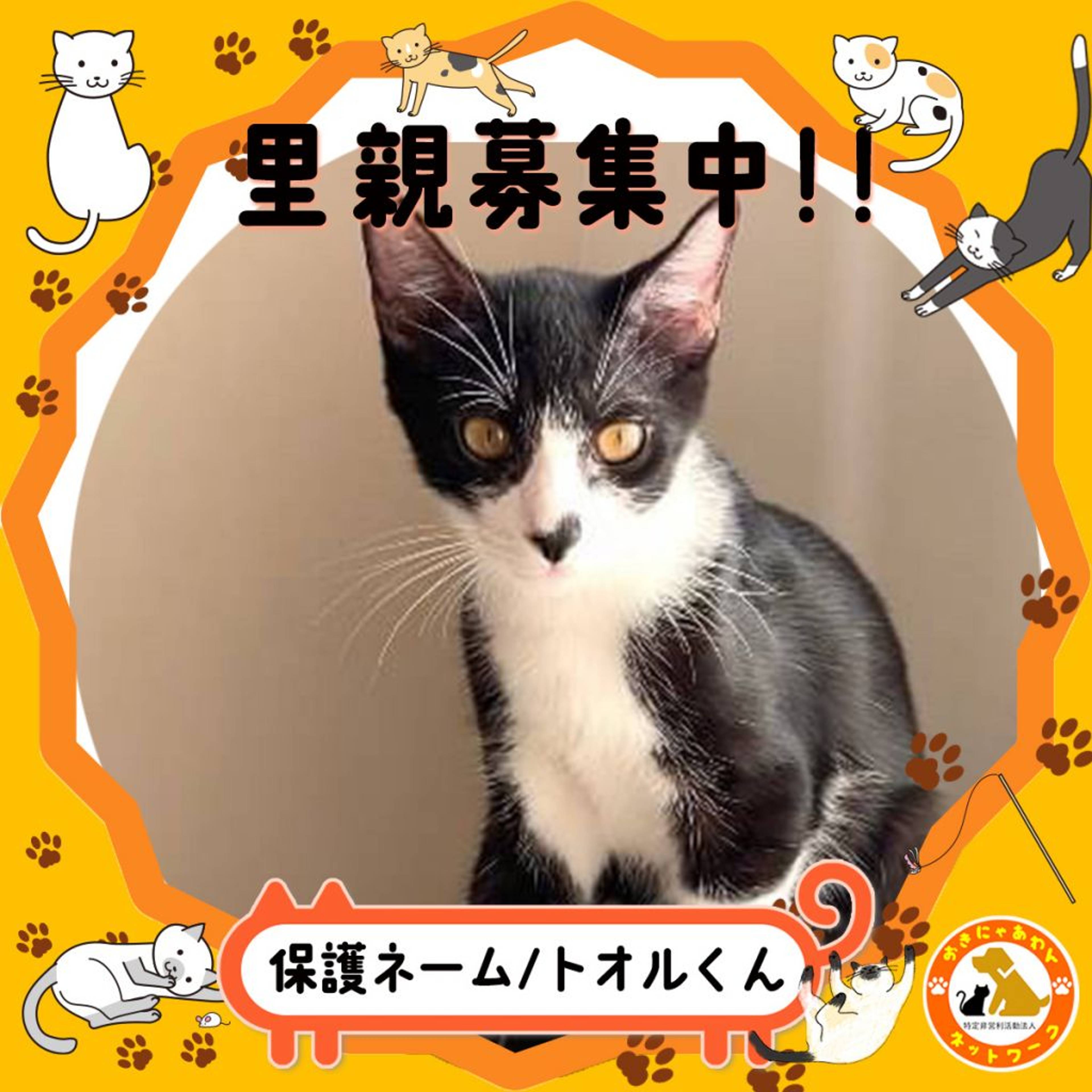 雑種（ミックス猫）・オスの里親募集の写真