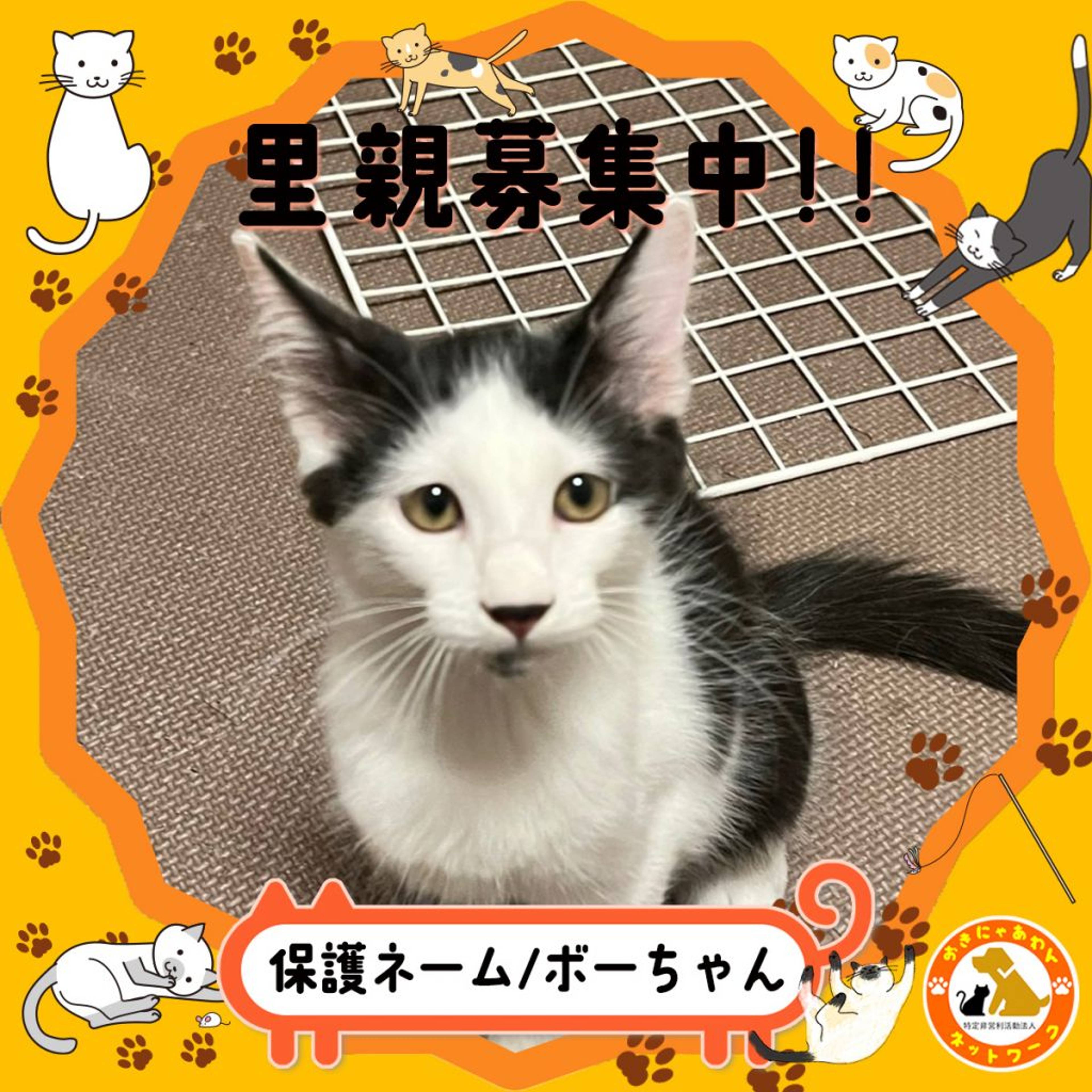 雑種（ミックス猫）・オスの里親募集の写真