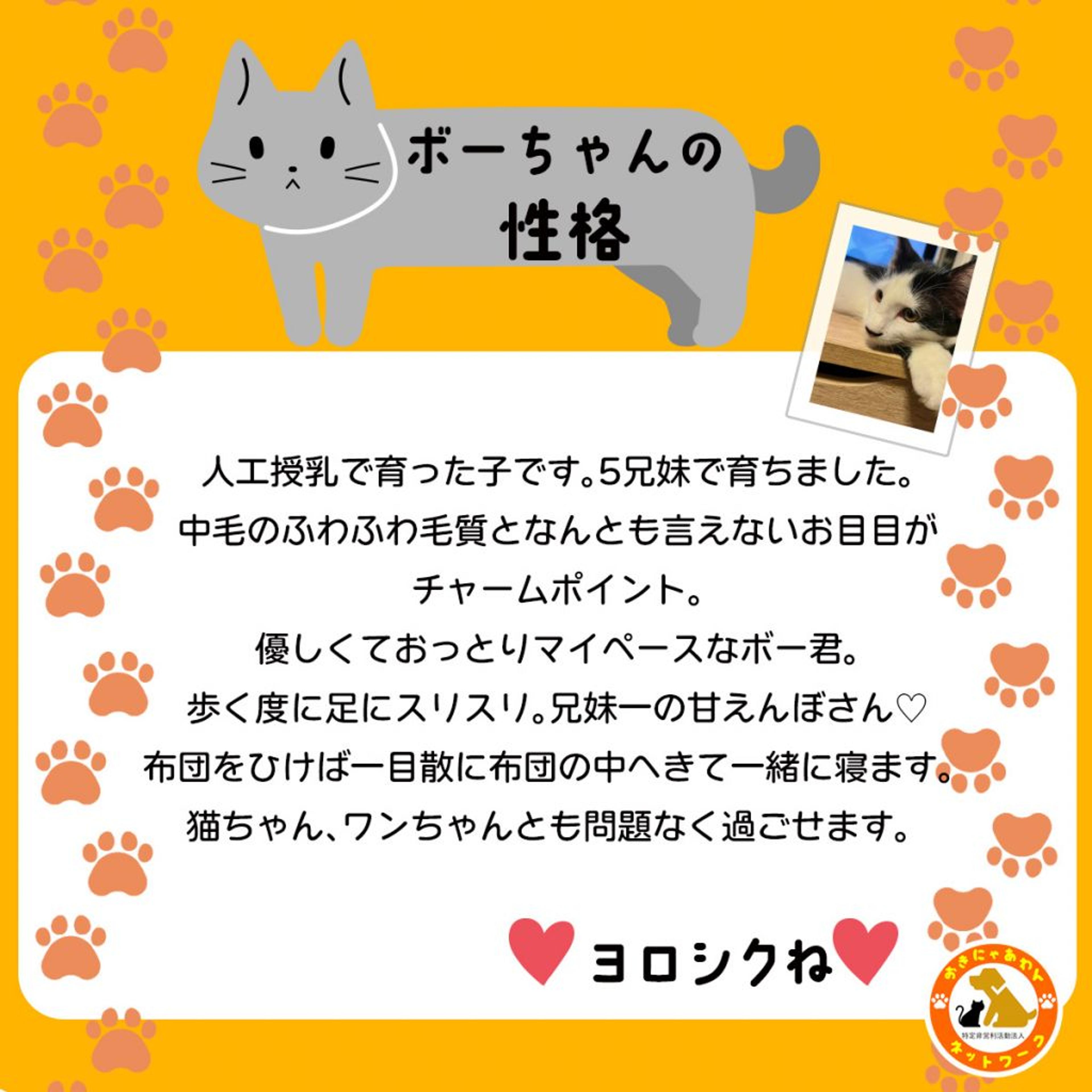 pet-image-3