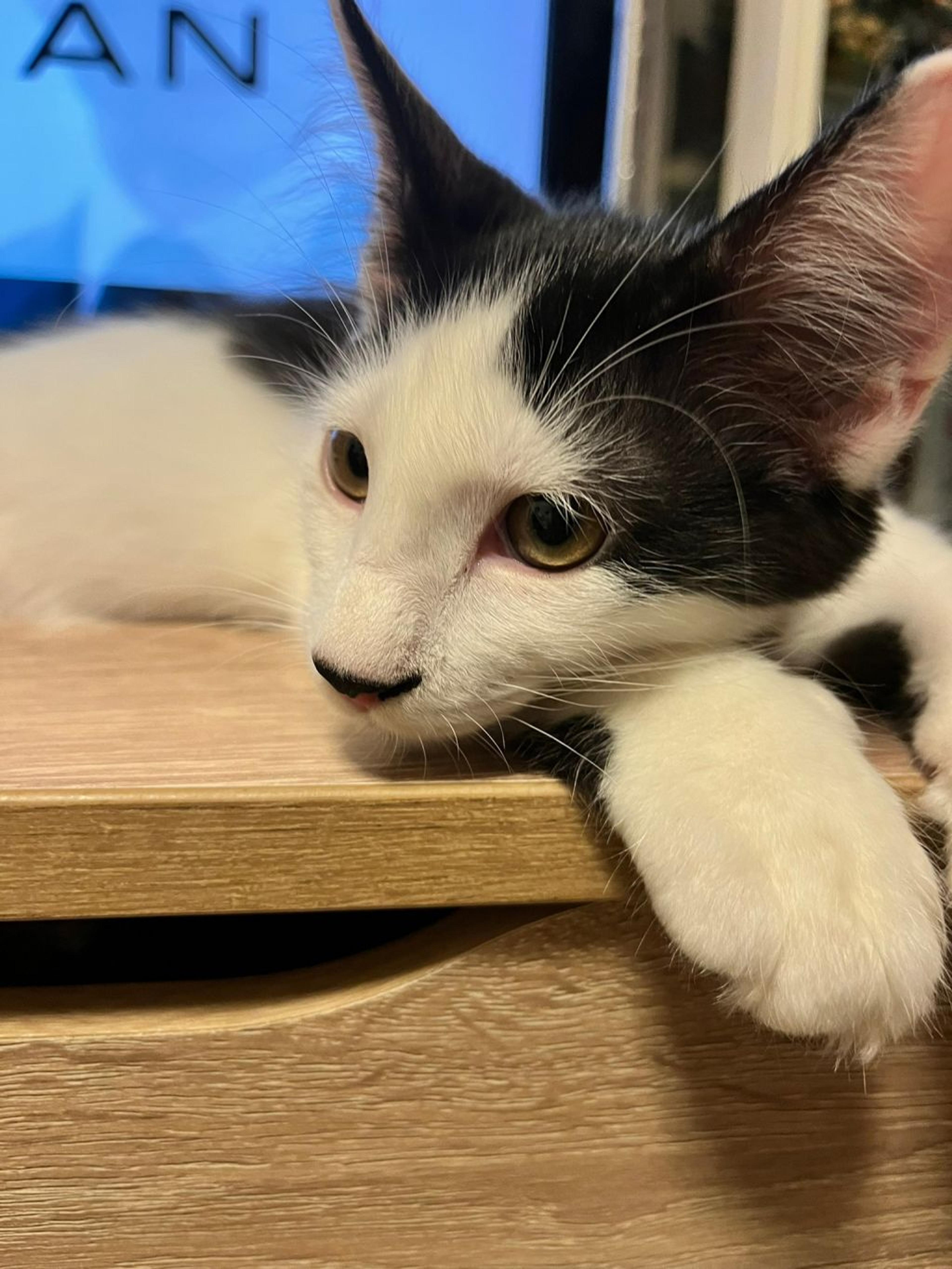 pet-image-4