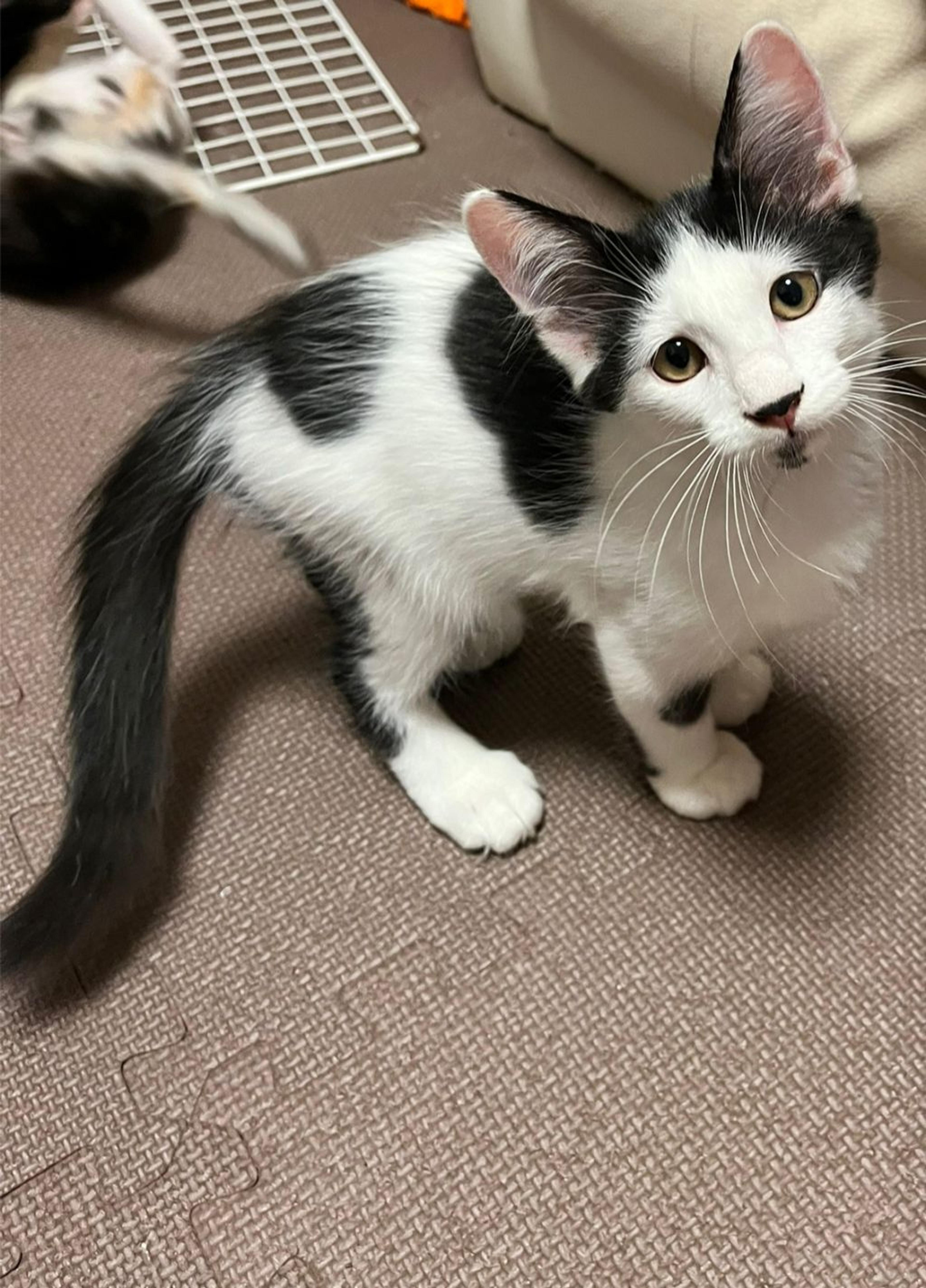 pet-image-6