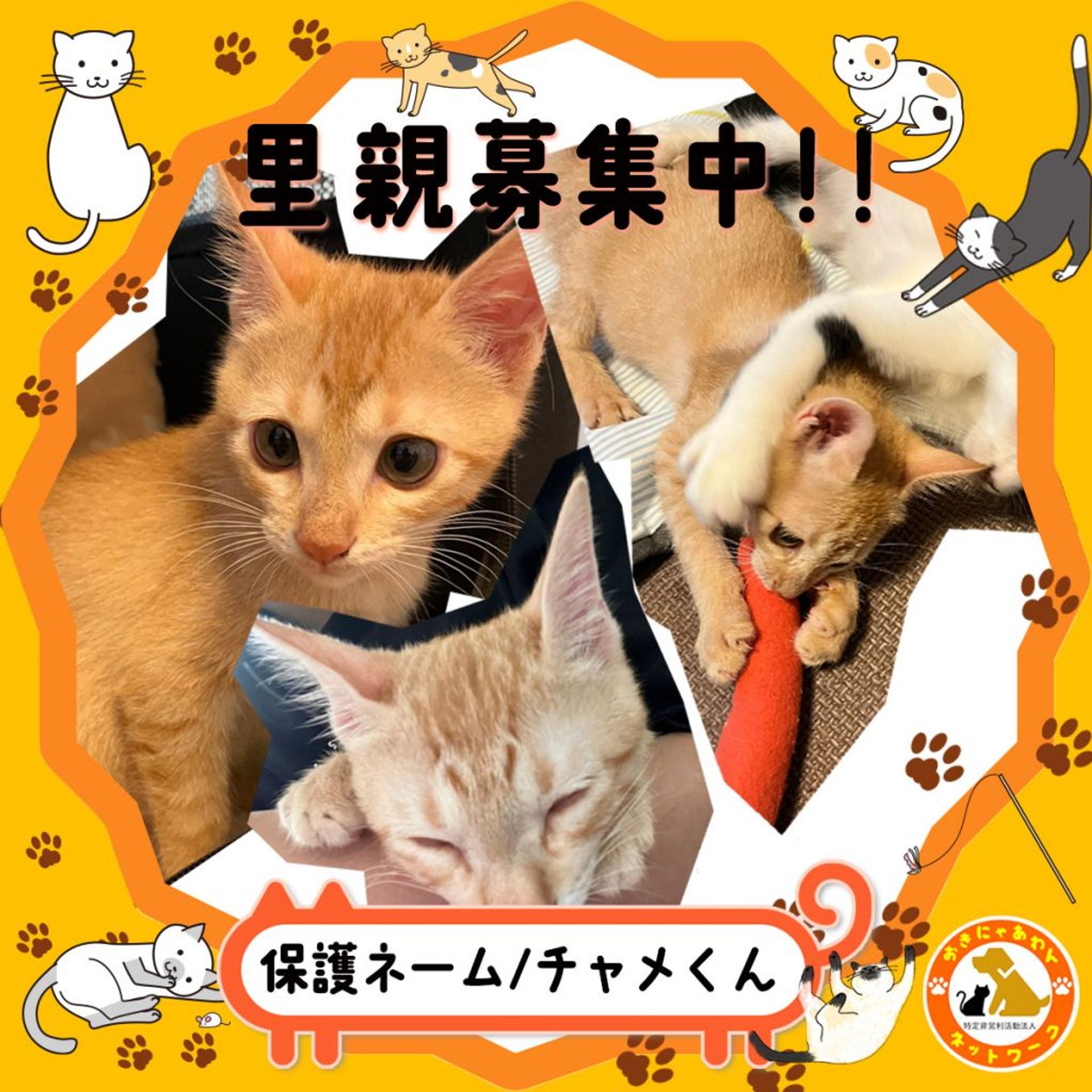 雑種（ミックス猫）・オスの里親募集の写真