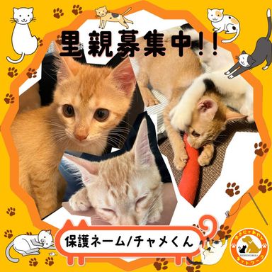 チャメの写真