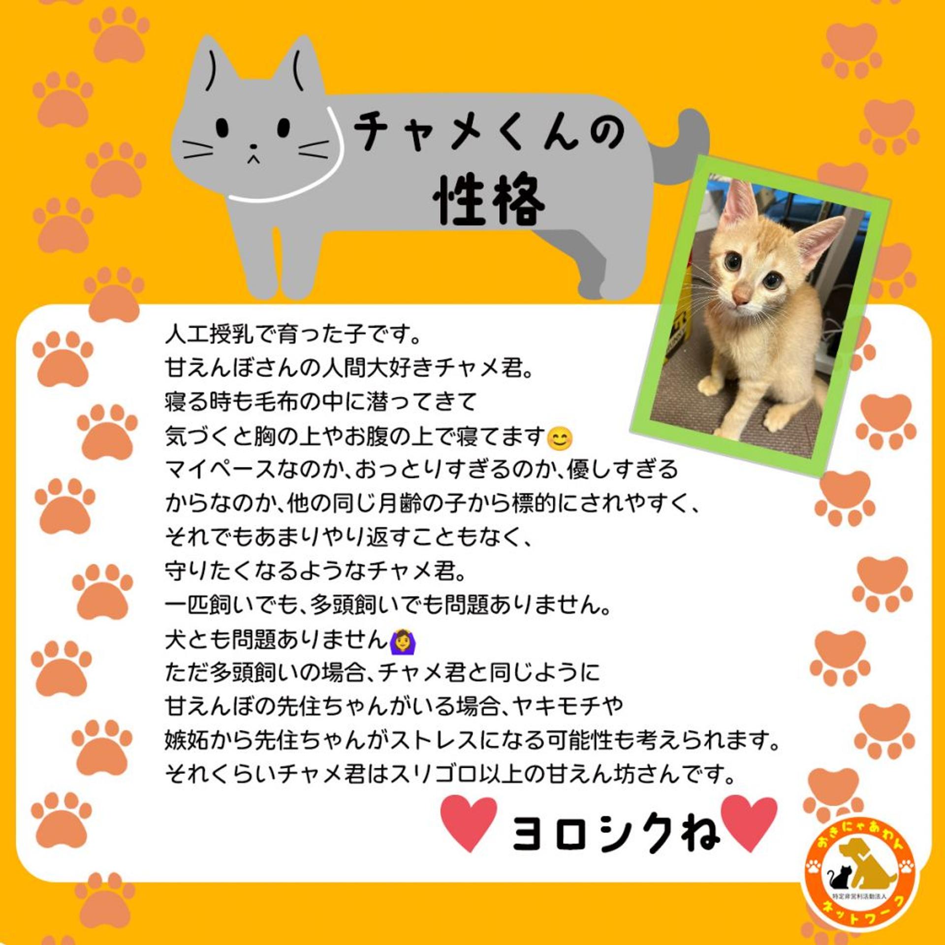 pet-image-3