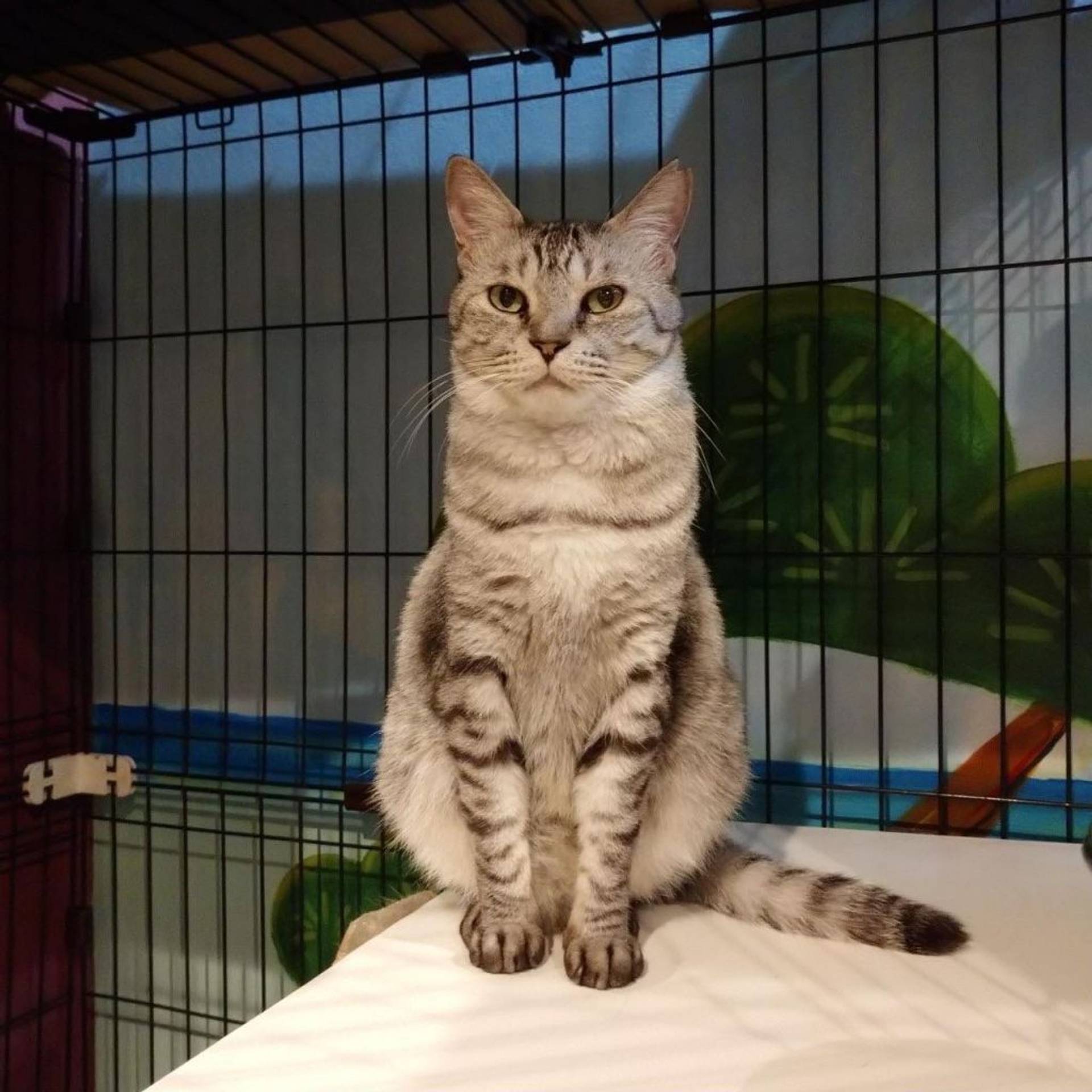雑種（ミックス猫）・メスの里親募集の写真
