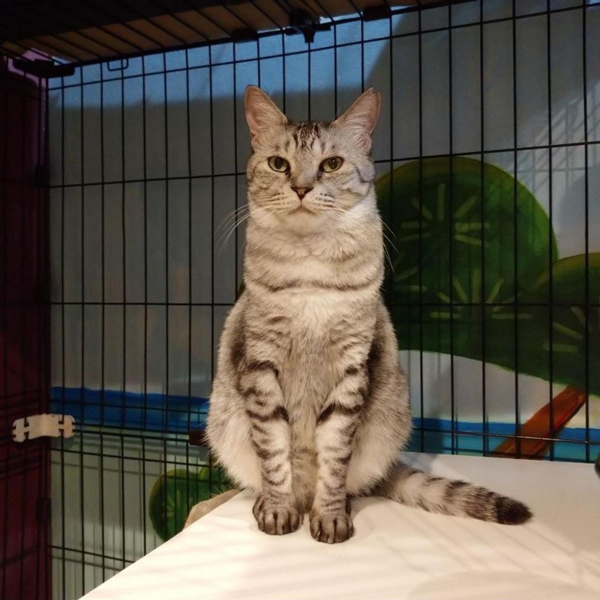 雑種（ミックス猫）・メスの里親募集の写真