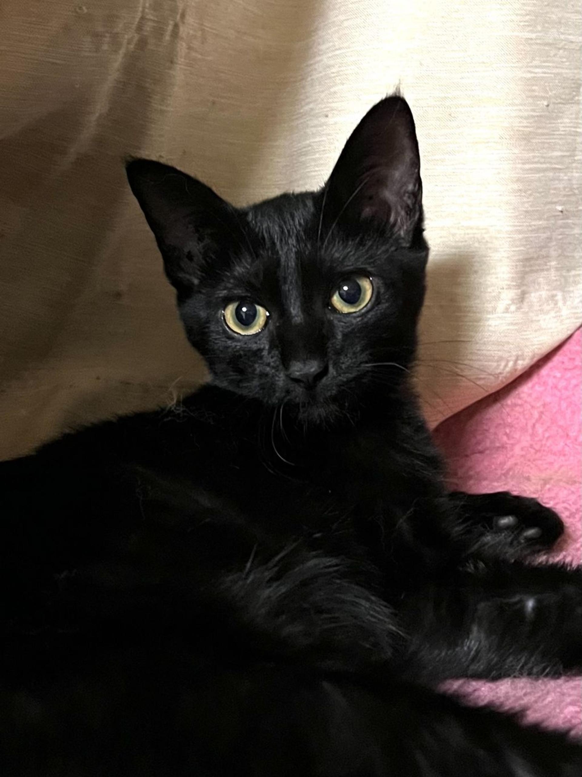 pet-image-2