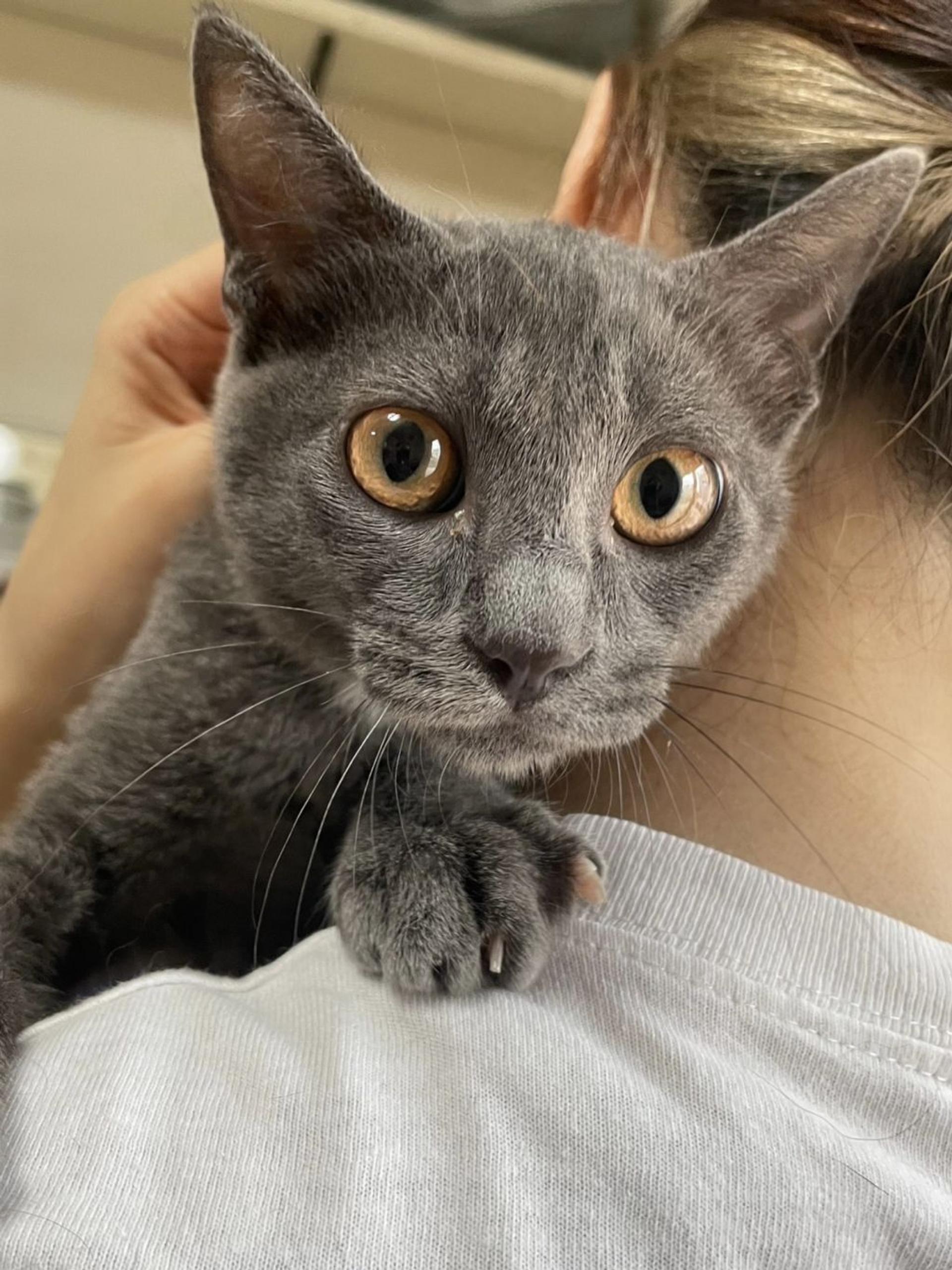 pet-image-5