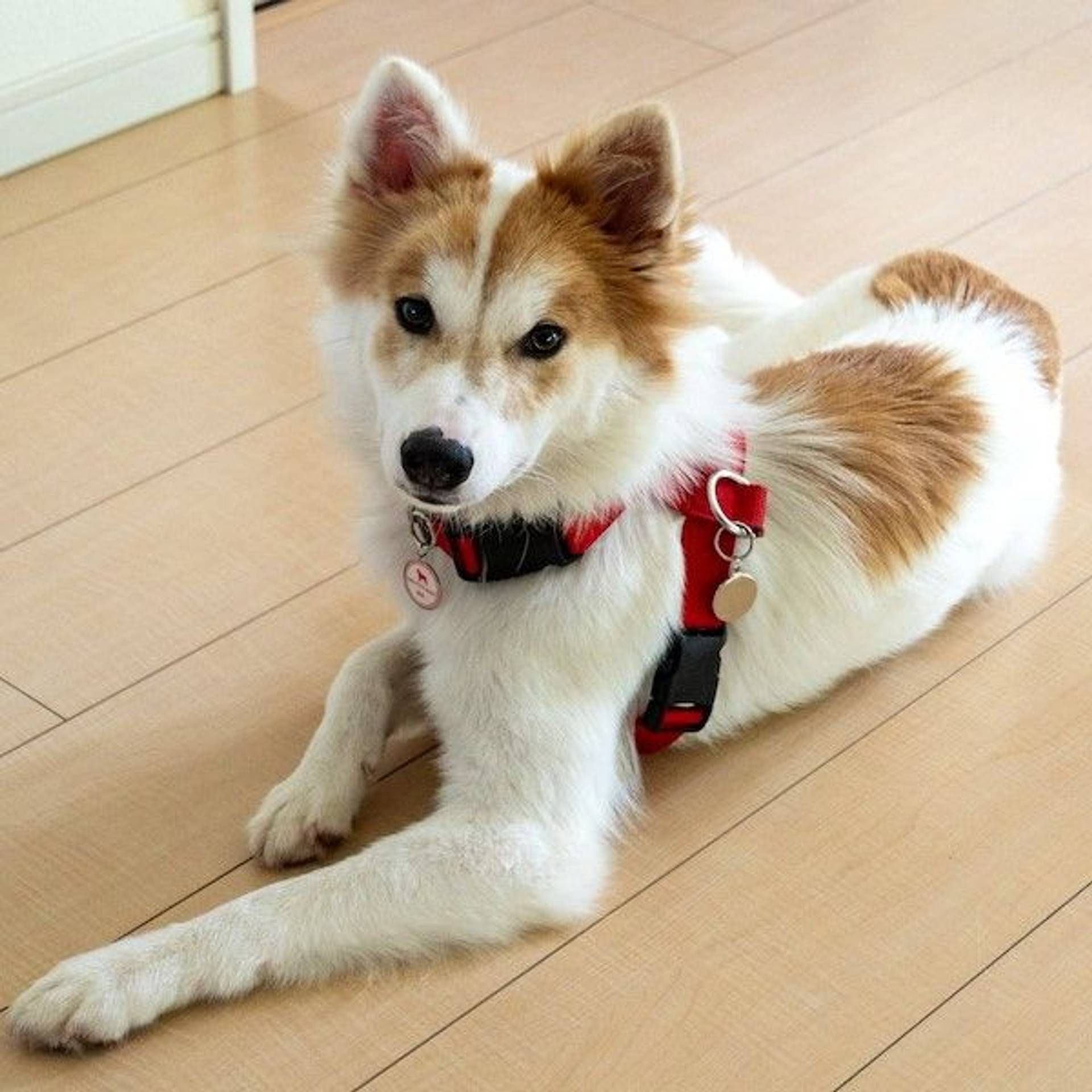 雑種（ミックス犬）・オスの里親募集の写真
