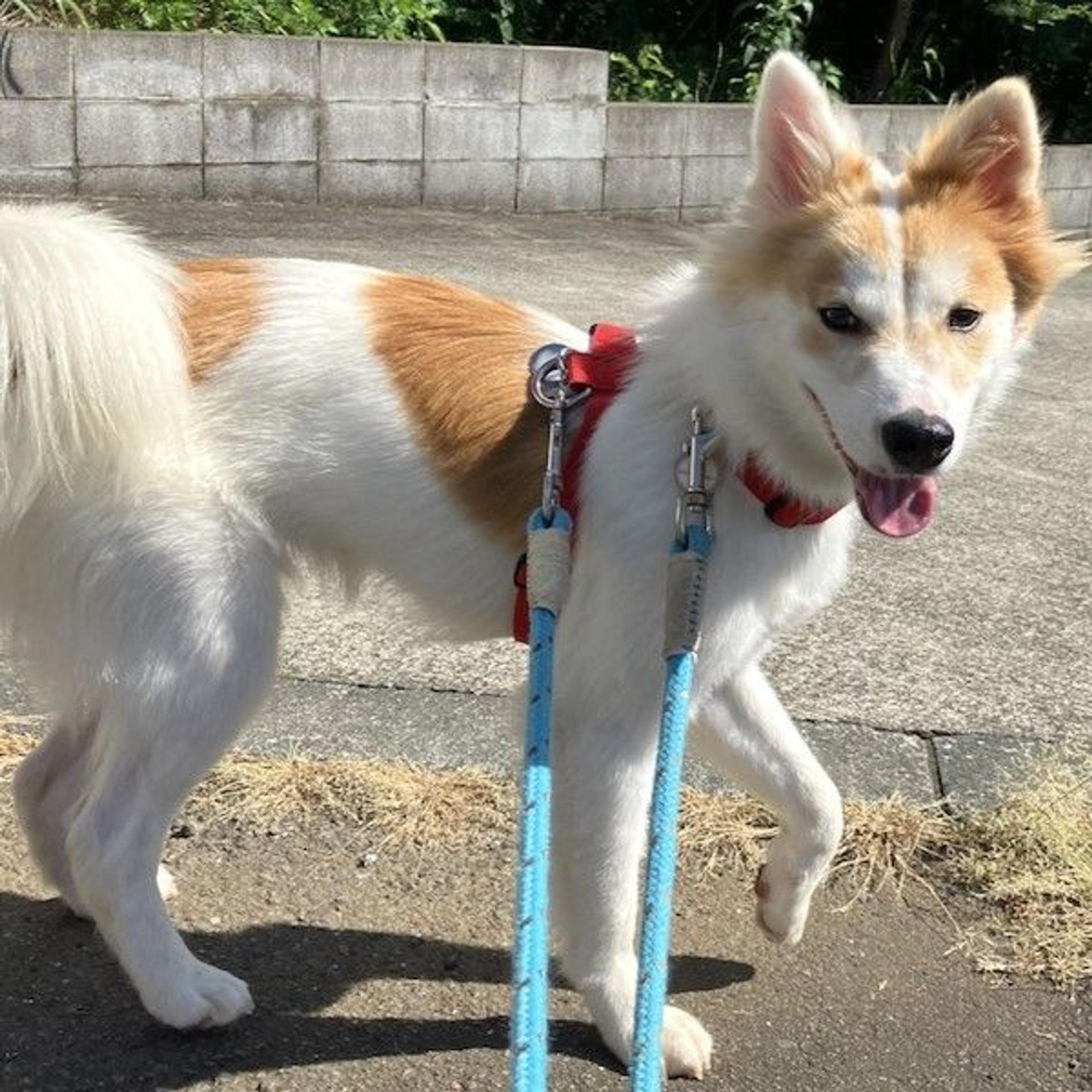 pet-image-3