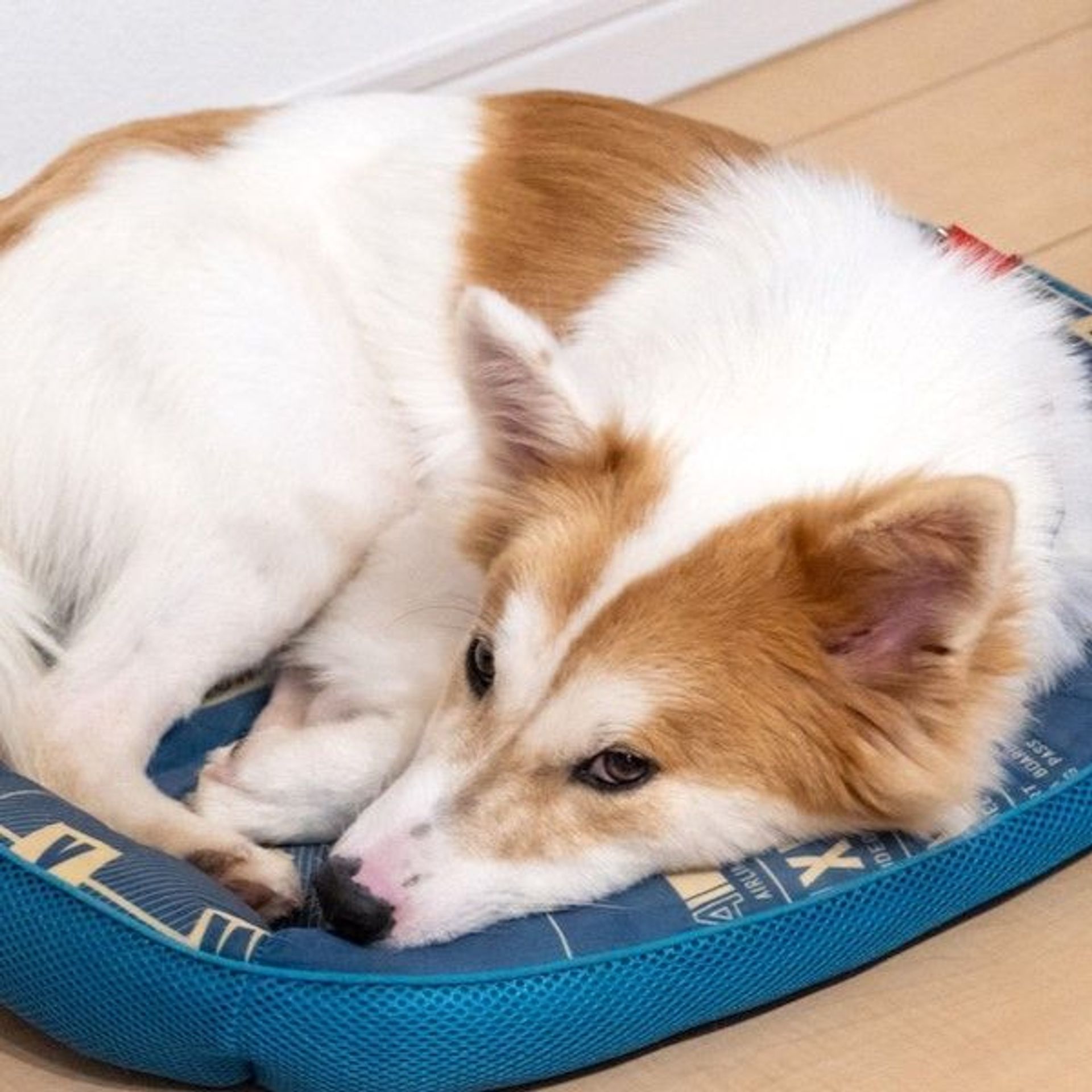 雑種（ミックス犬）・オスの里親募集の写真