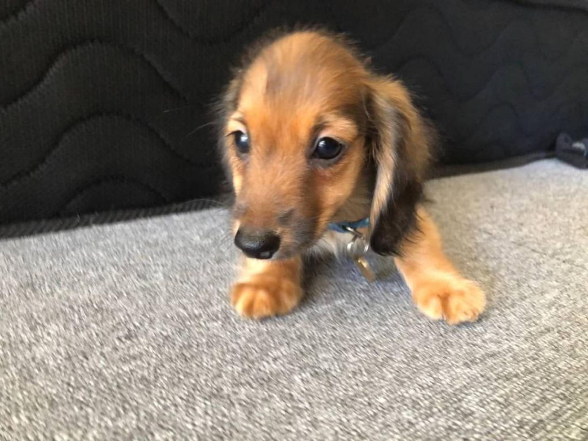 pet-image-4
