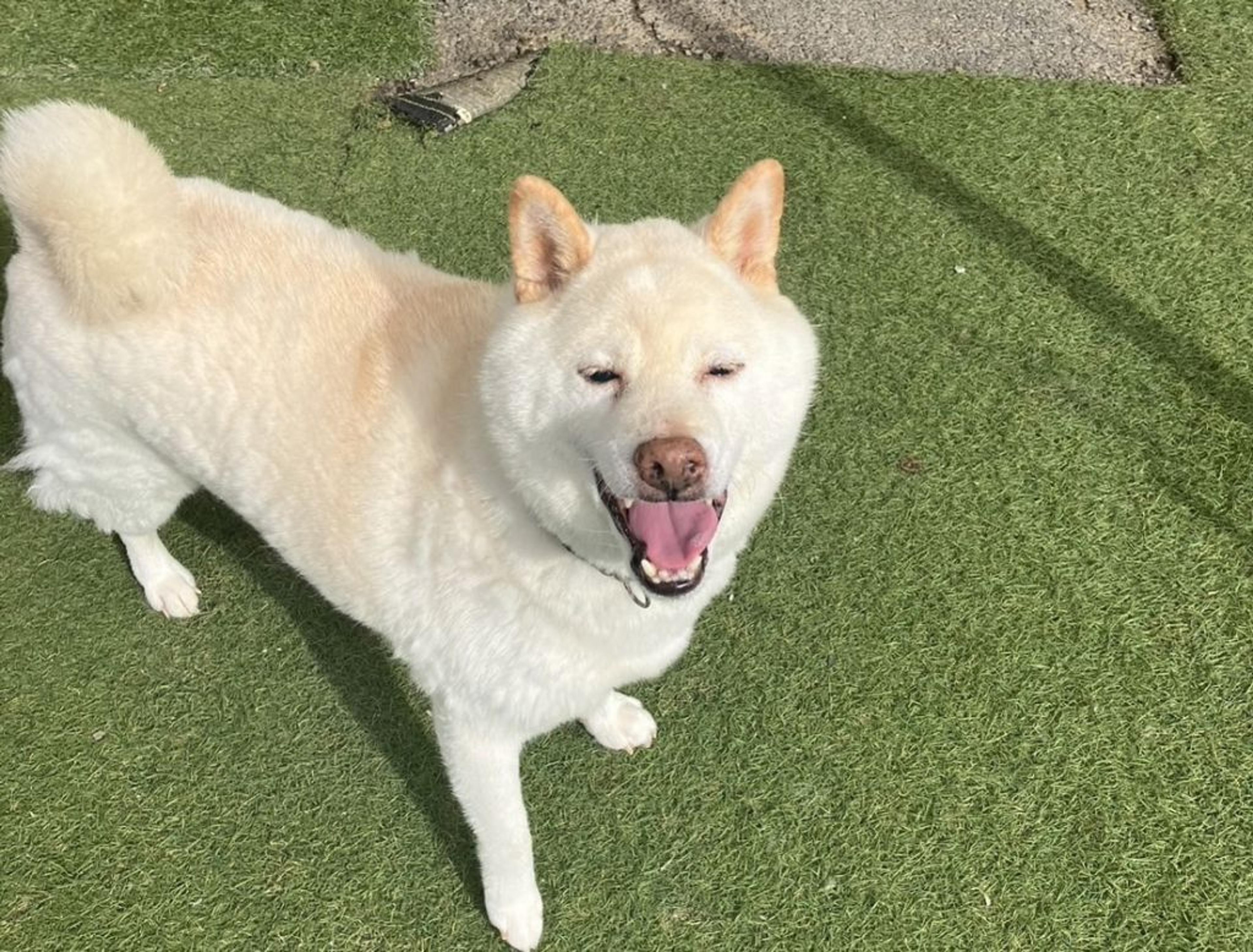 pet-image-5