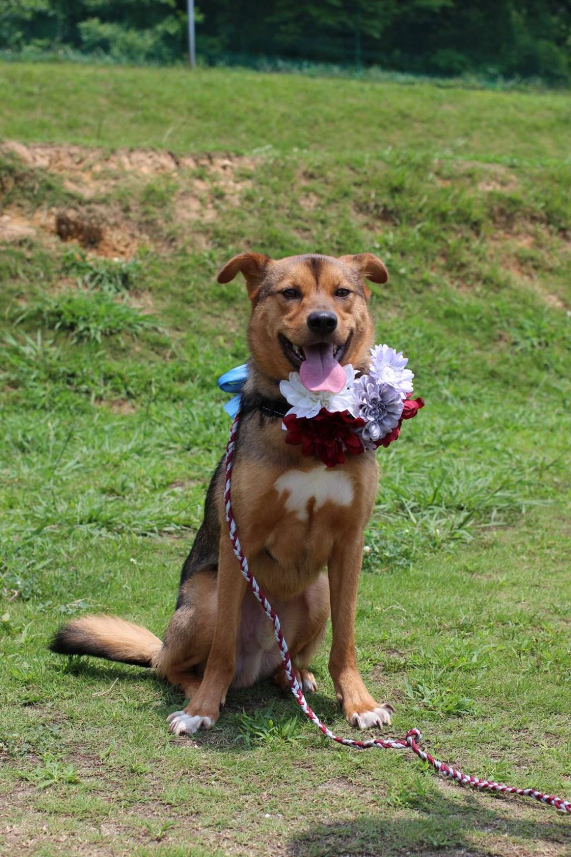 雑種（ミックス犬）・オスの里親募集の写真