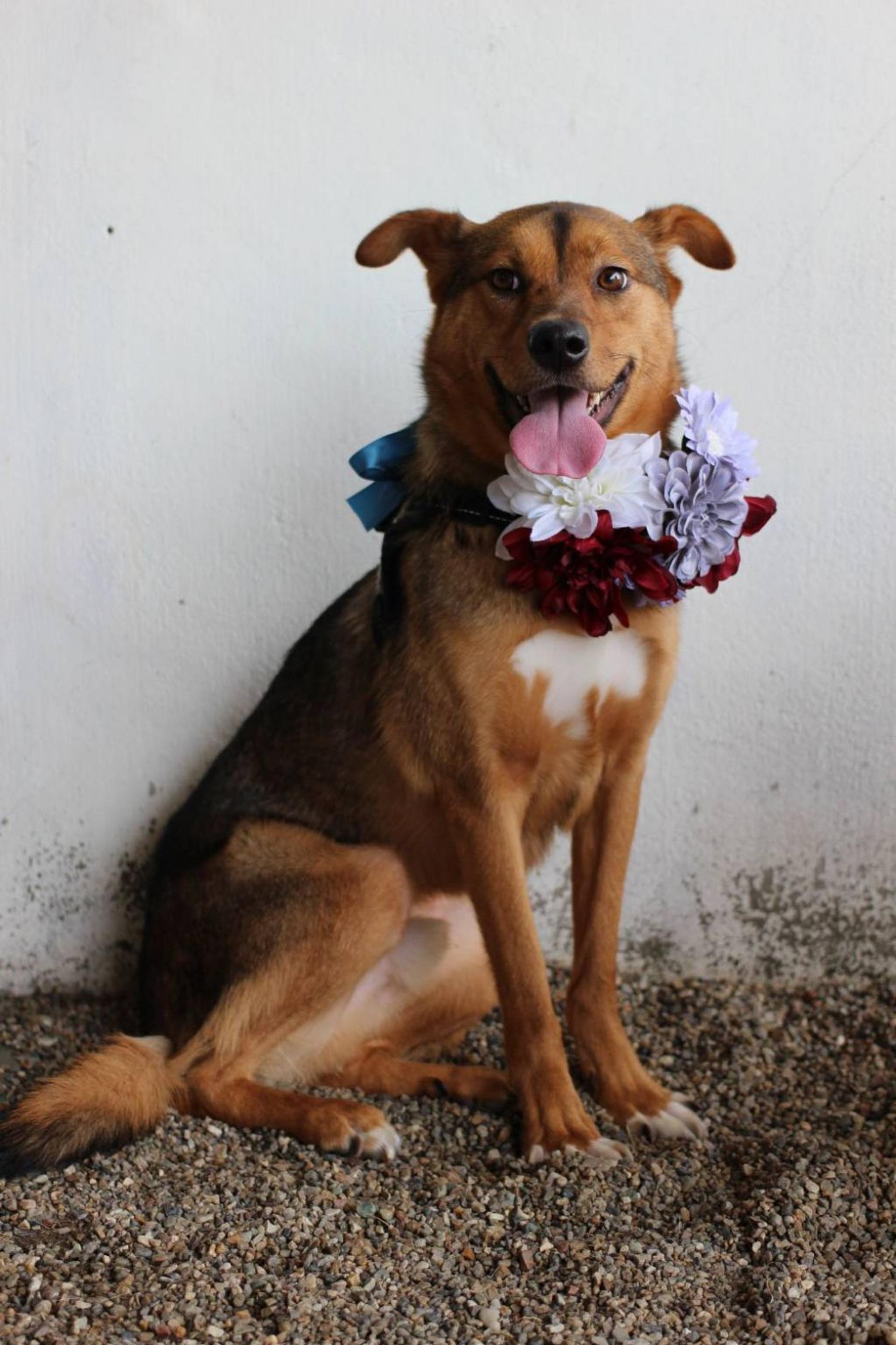 pet-image-2