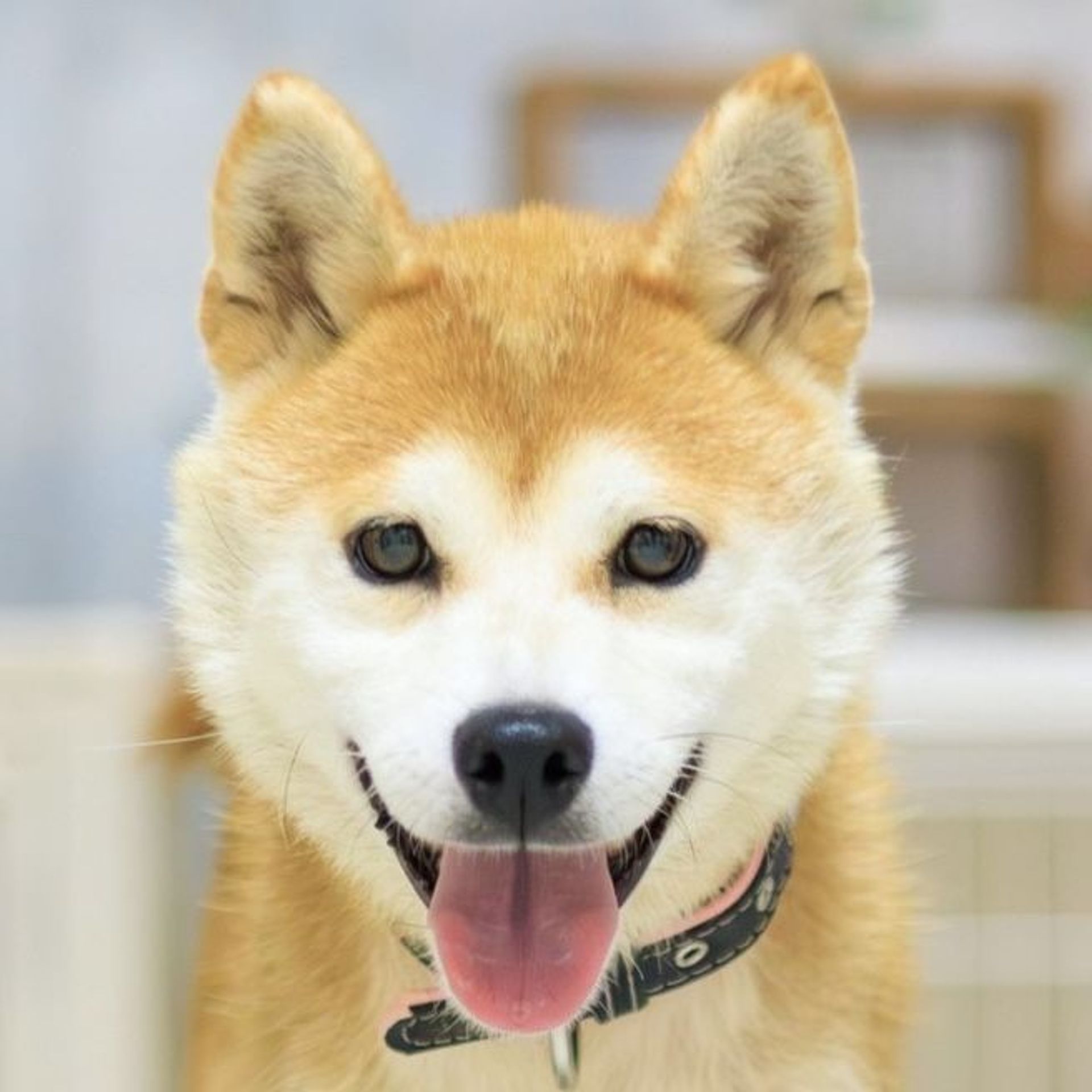 柴犬・メスの里親募集の写真