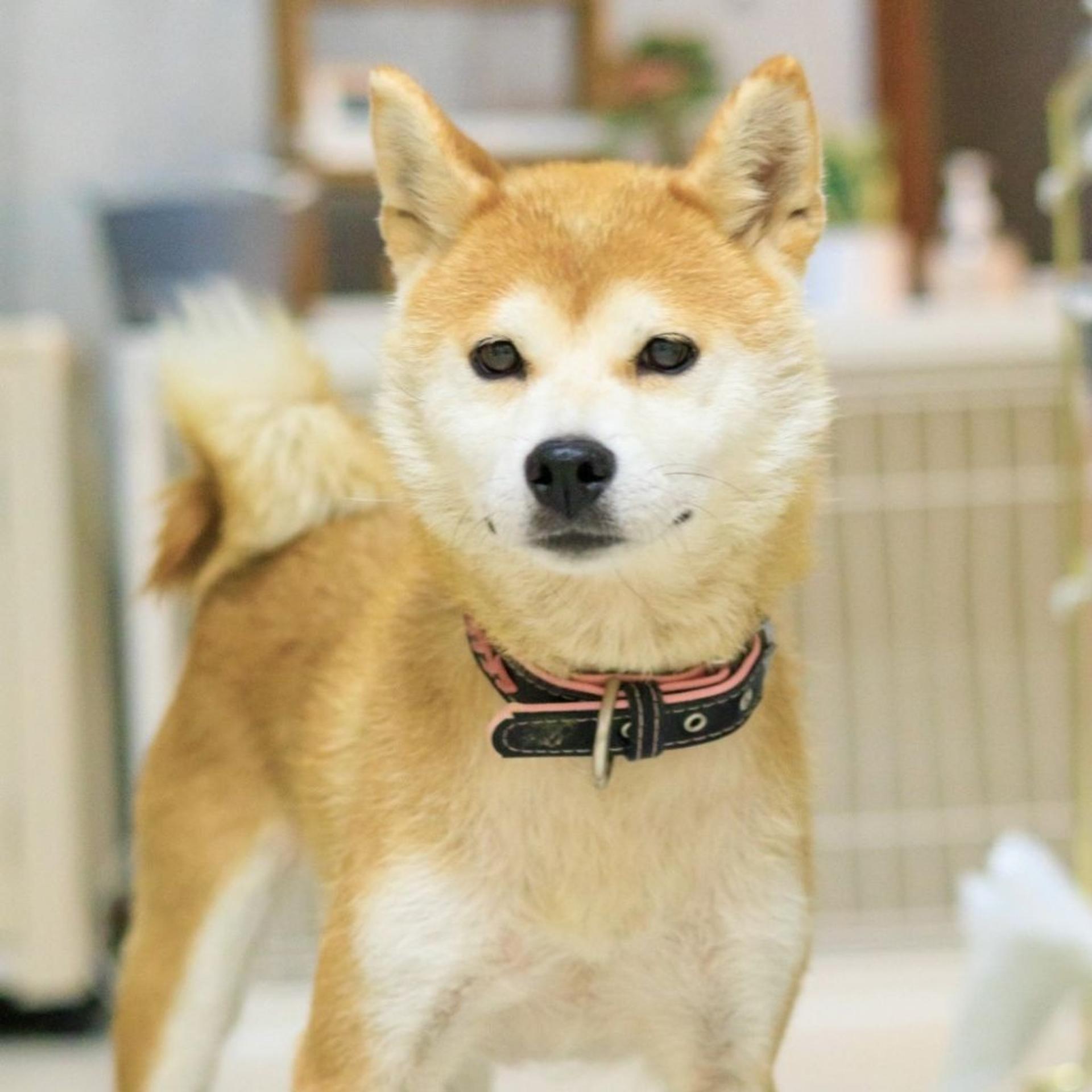 pet-image-4