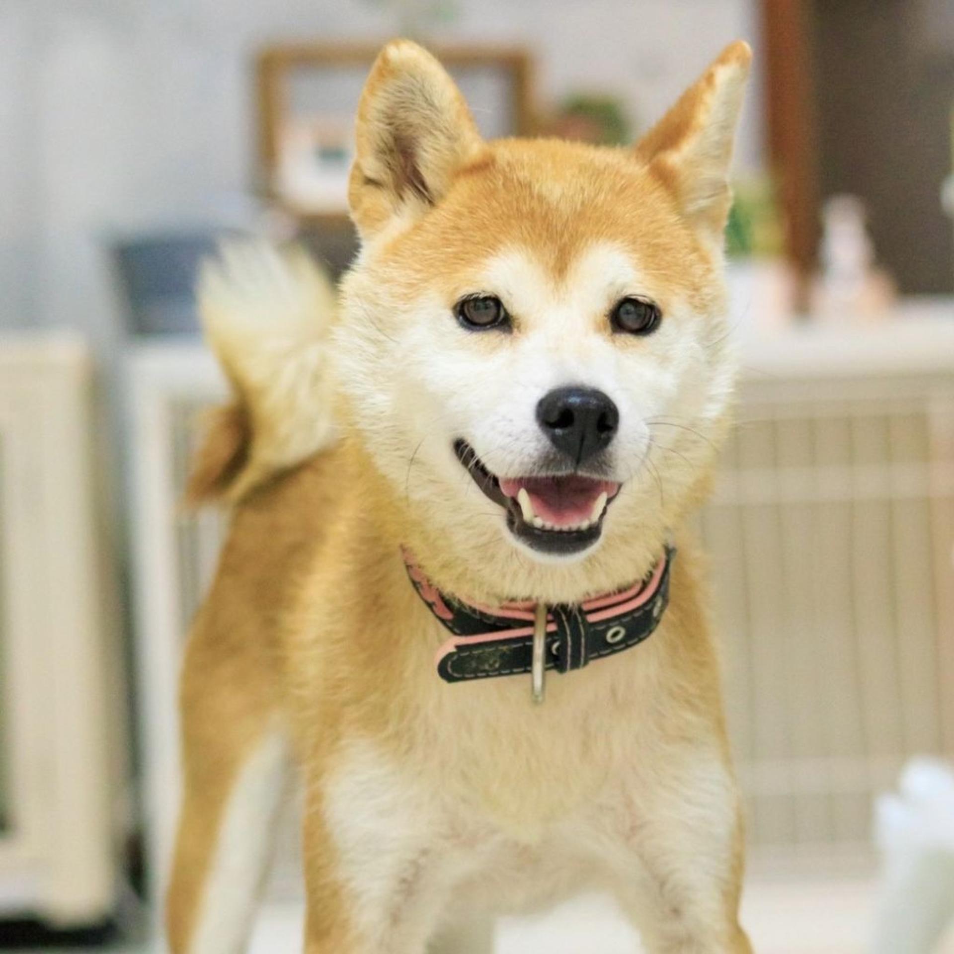 pet-image-5