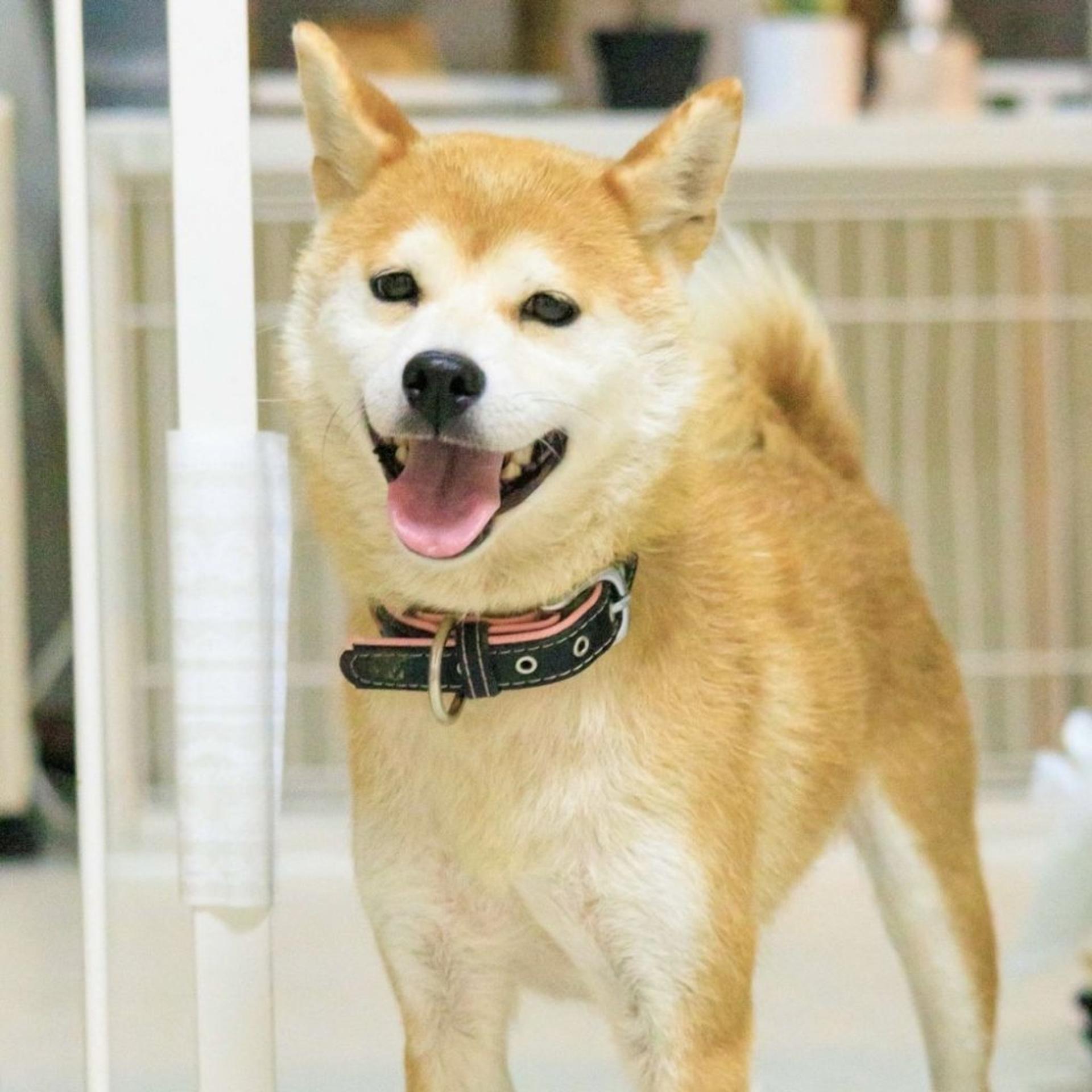 pet-image-6