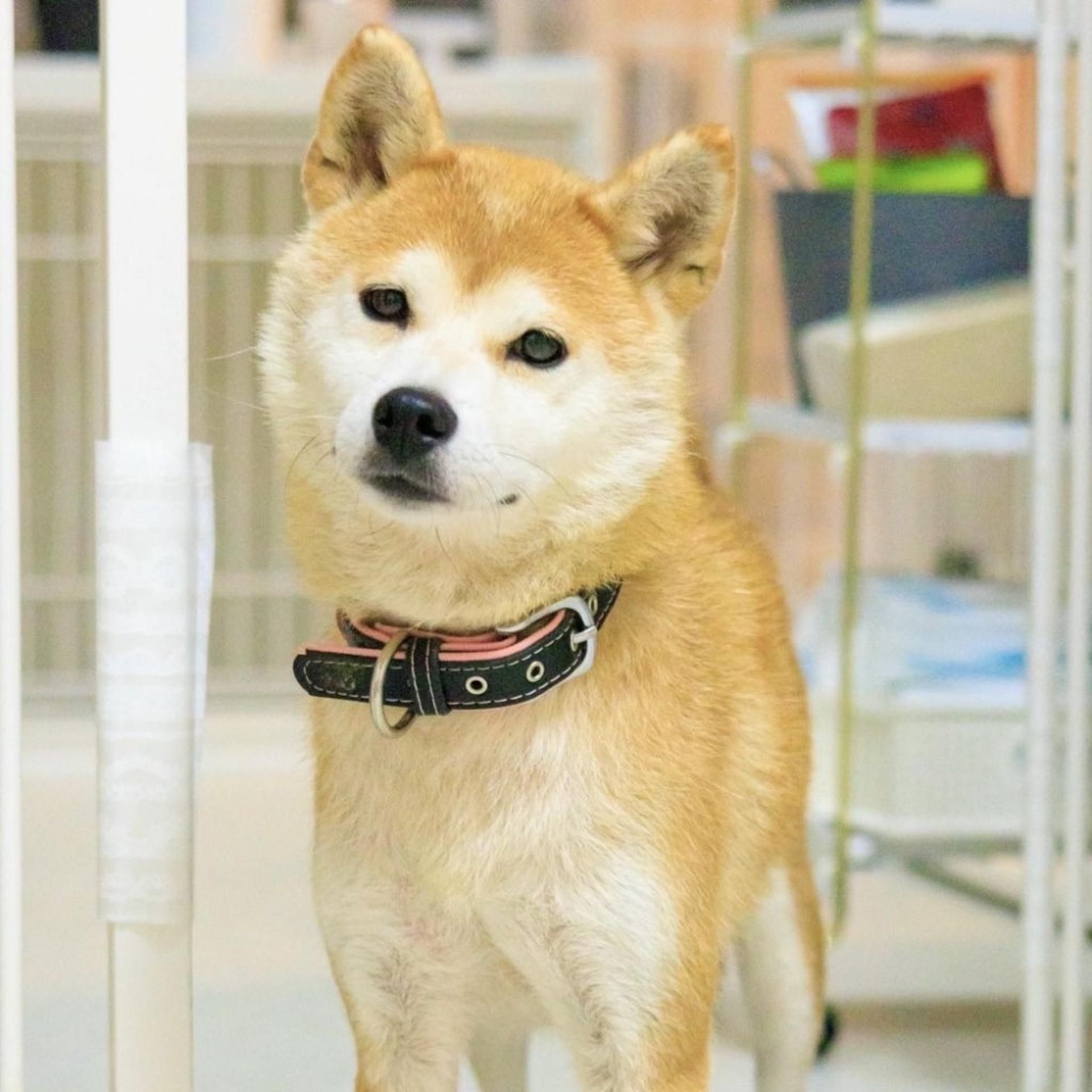 pet-image-7