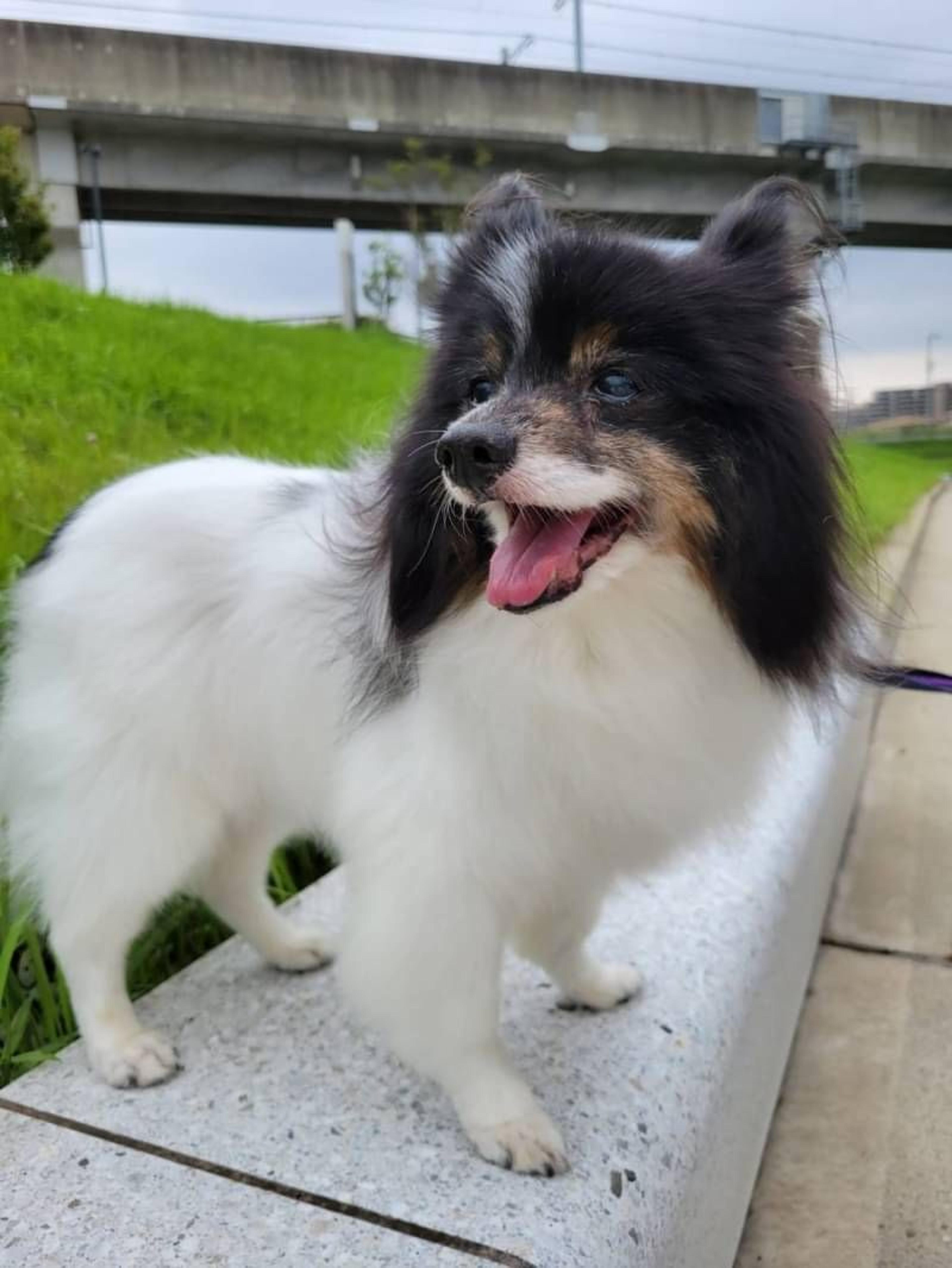 pet-image-2