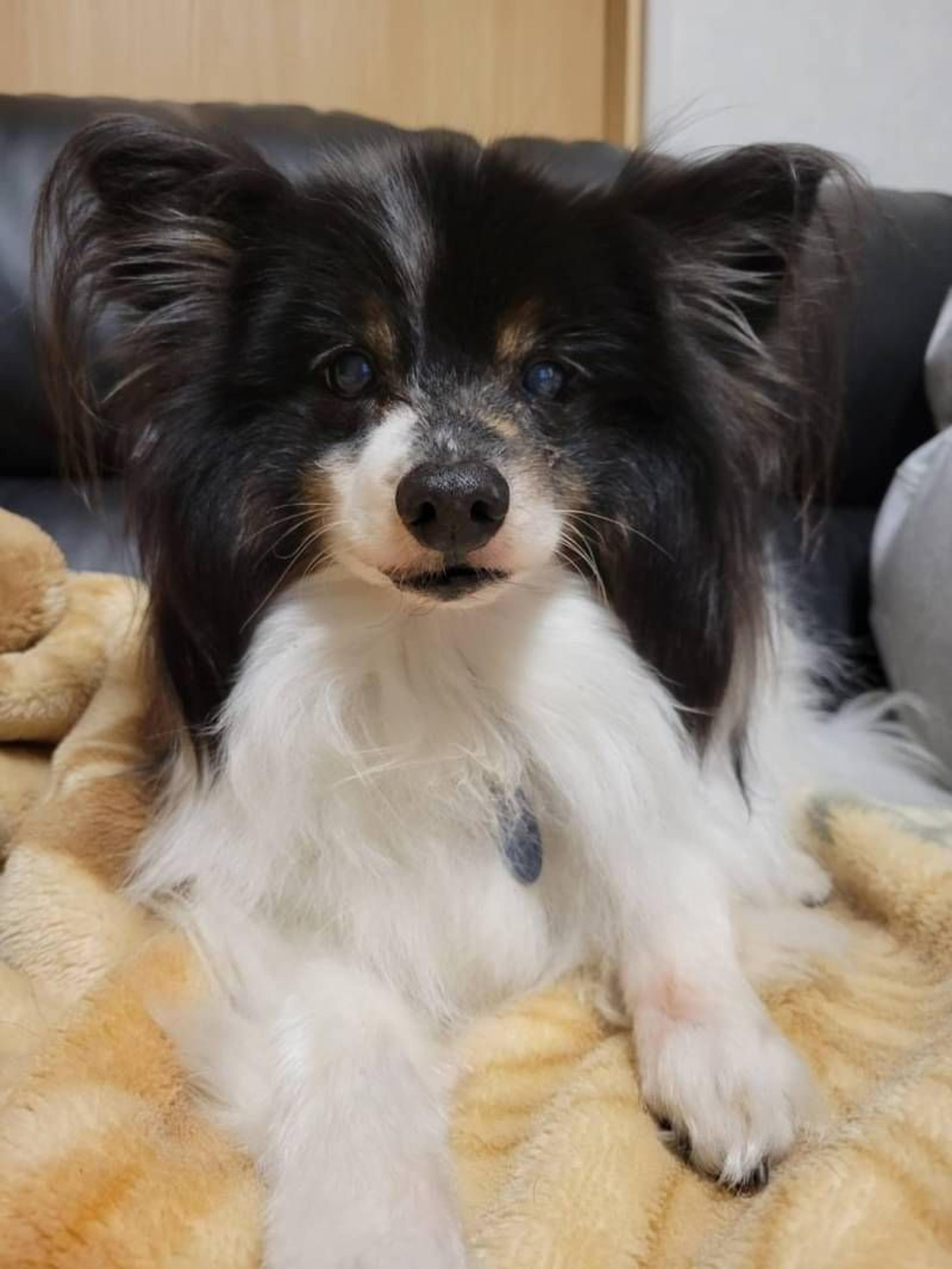 pet-image-3