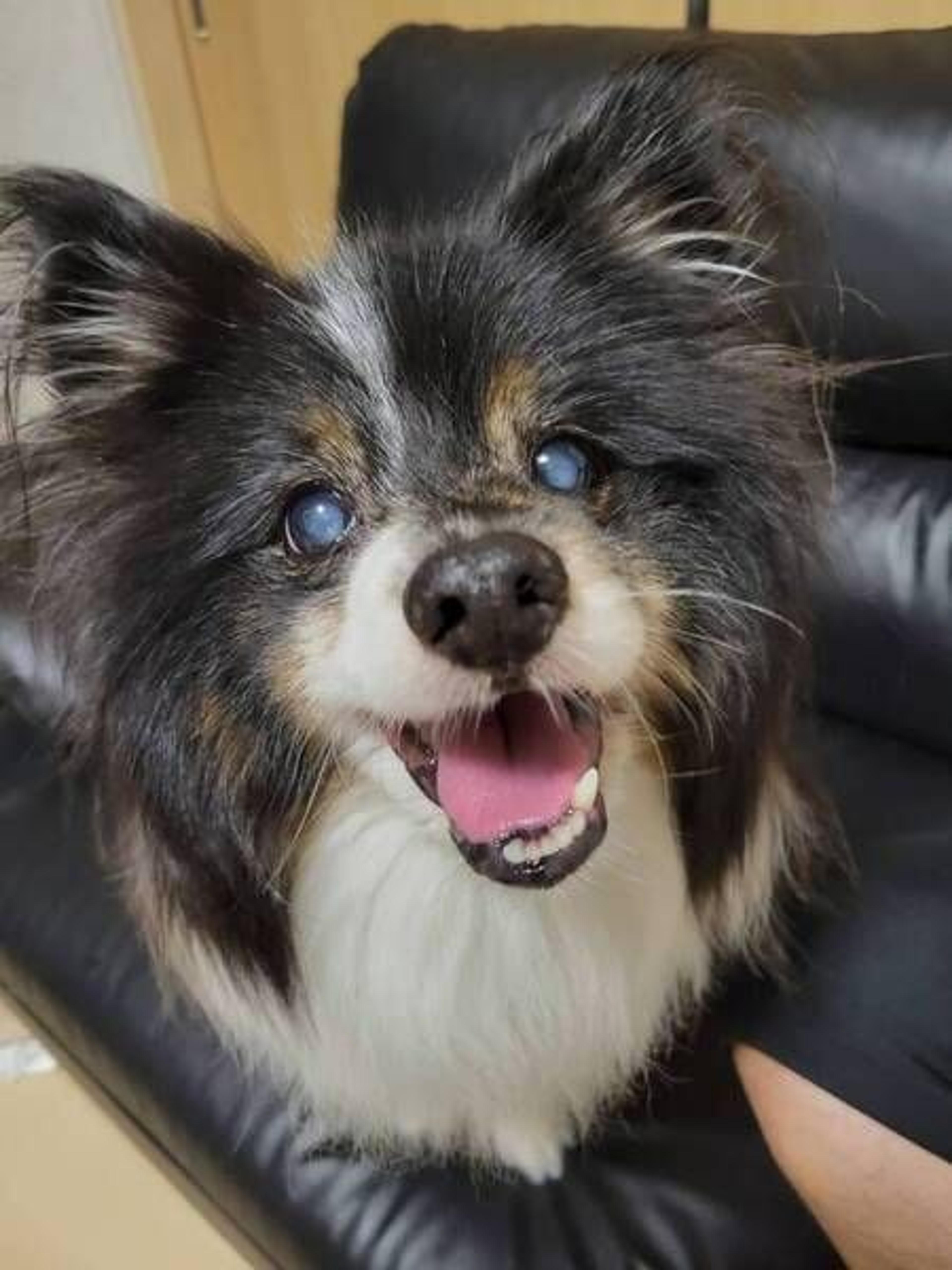 pet-image-4