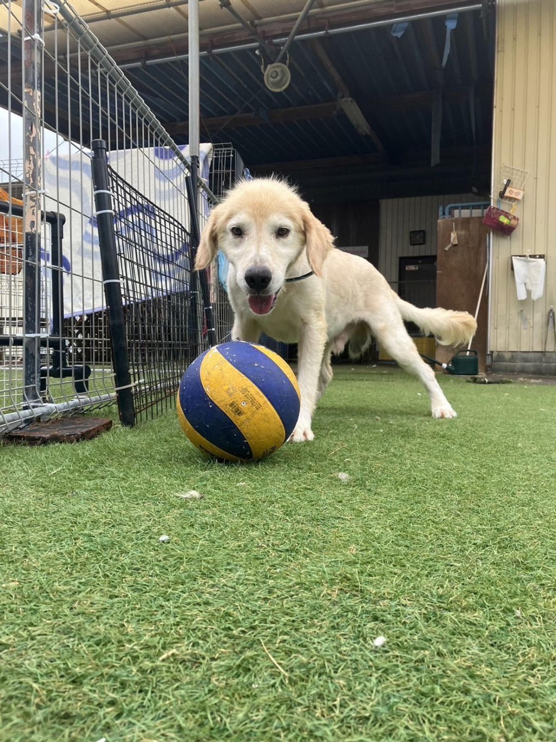 pet-image-3