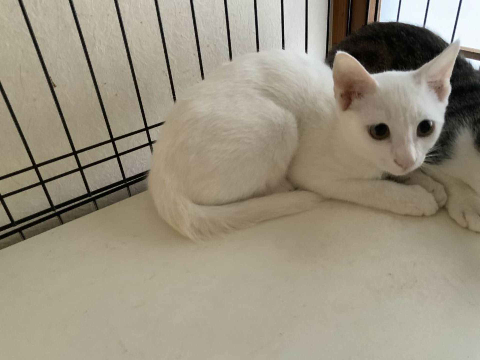 雑種（ミックス猫）・オスの里親募集の写真
