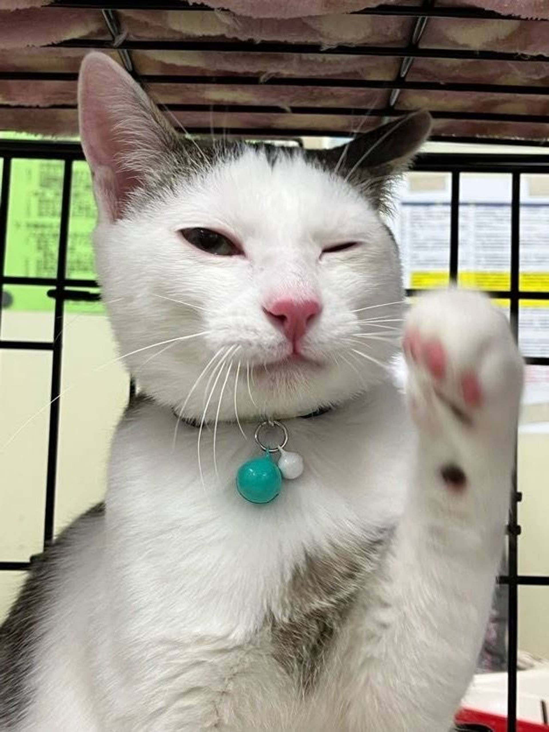 雑種（ミックス猫）・オスの里親募集の写真