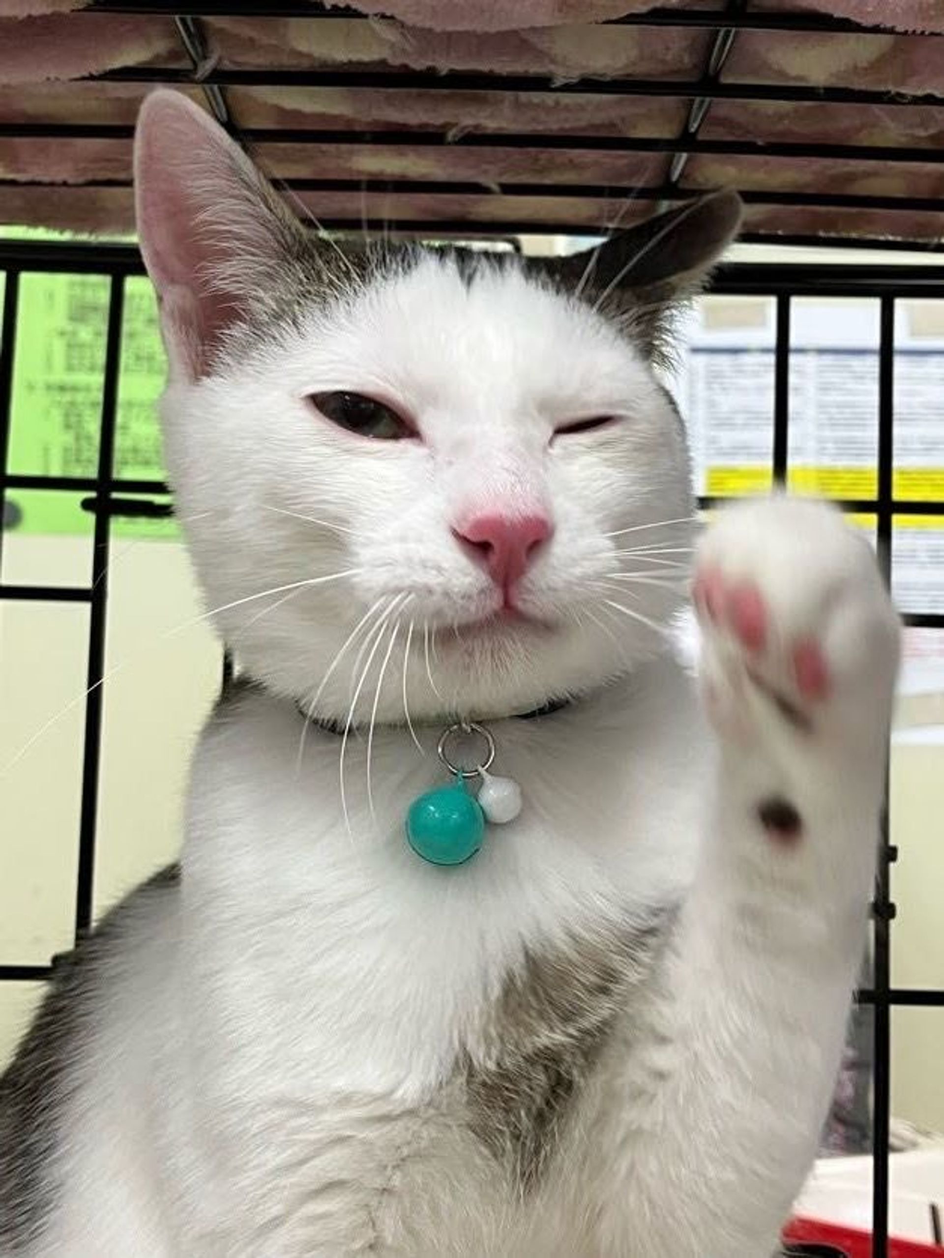 雑種（ミックス猫）・オスの里親募集の写真