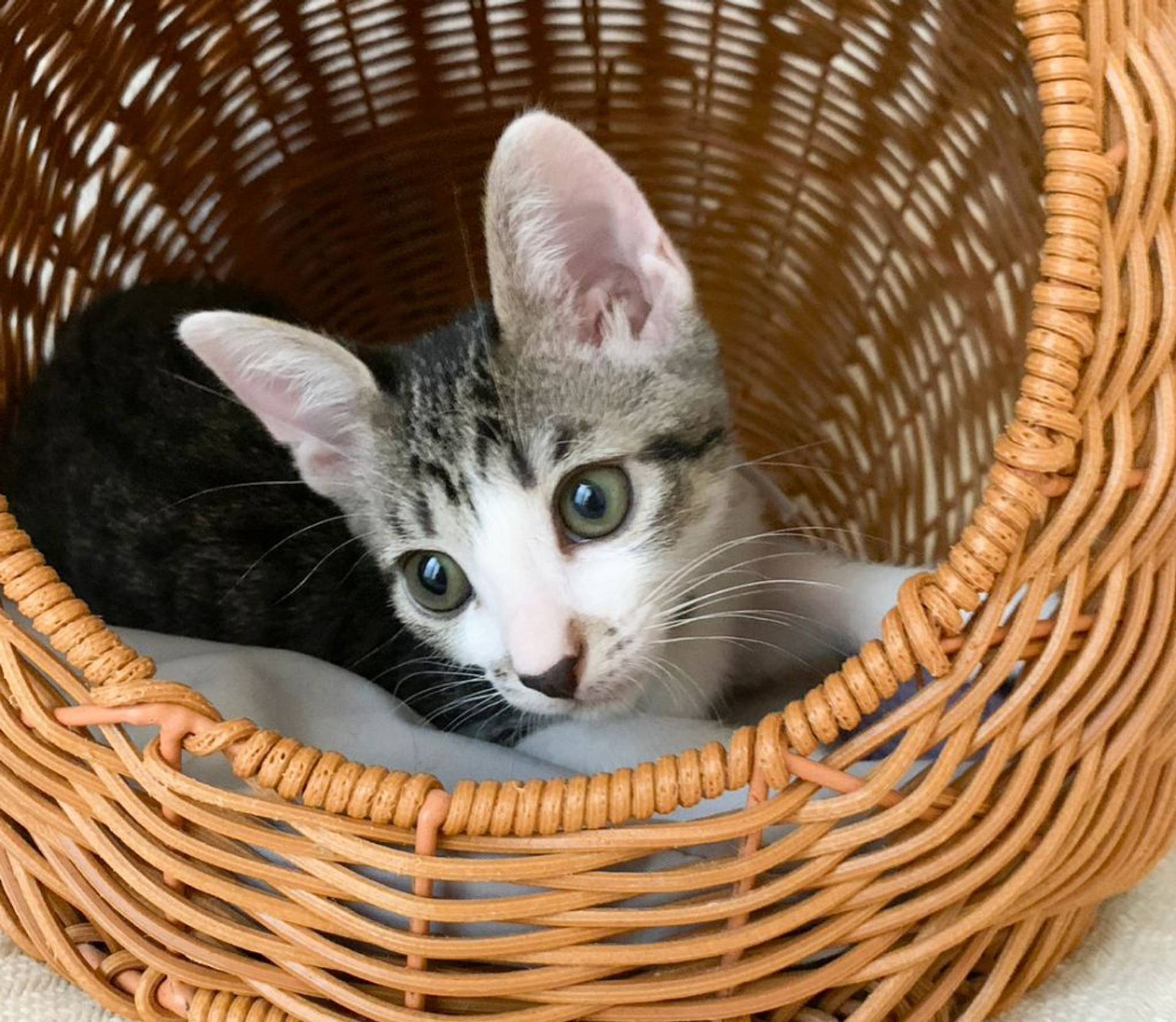 雑種（ミックス猫）・メスの里親募集の写真