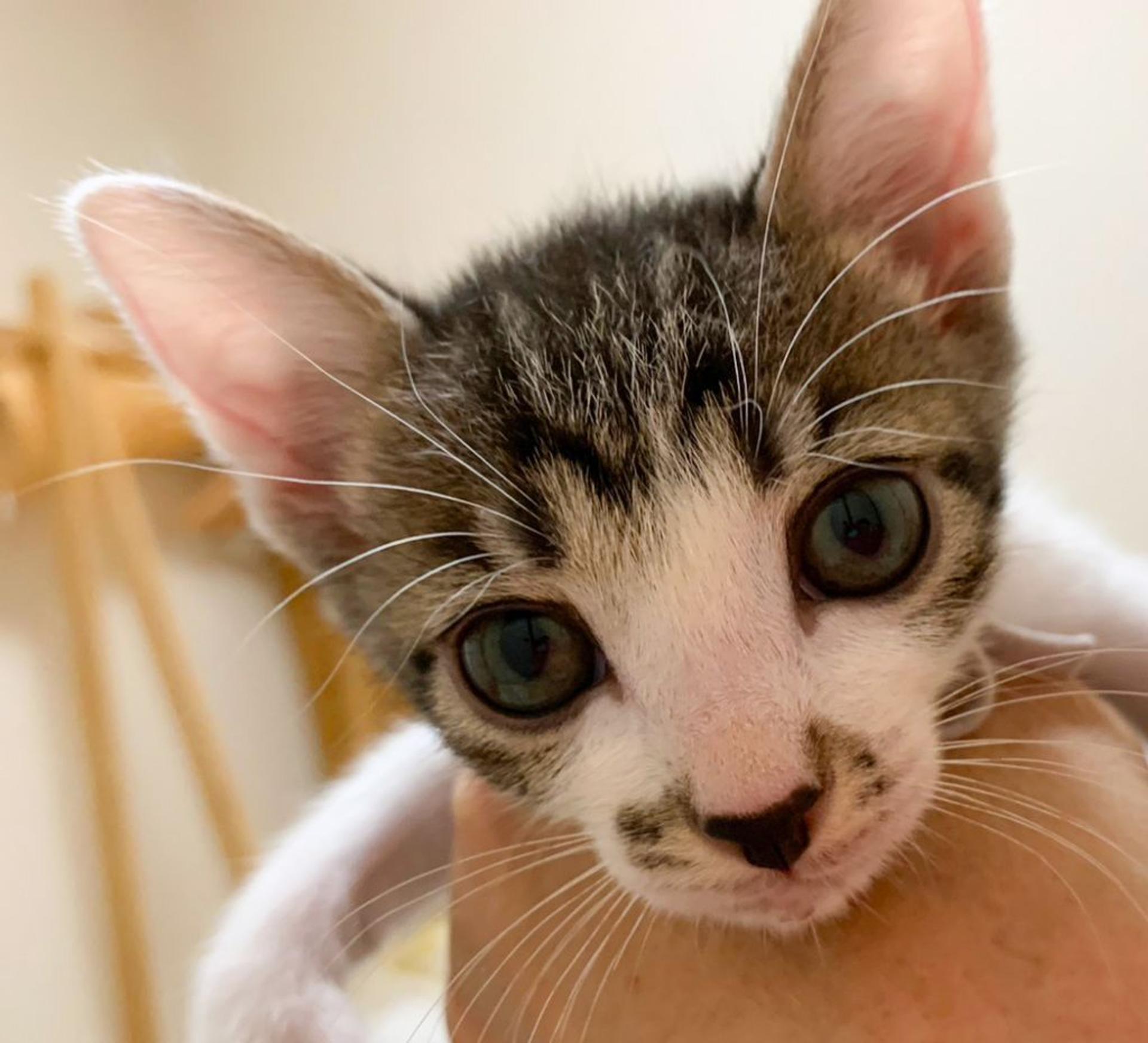 pet-image-2